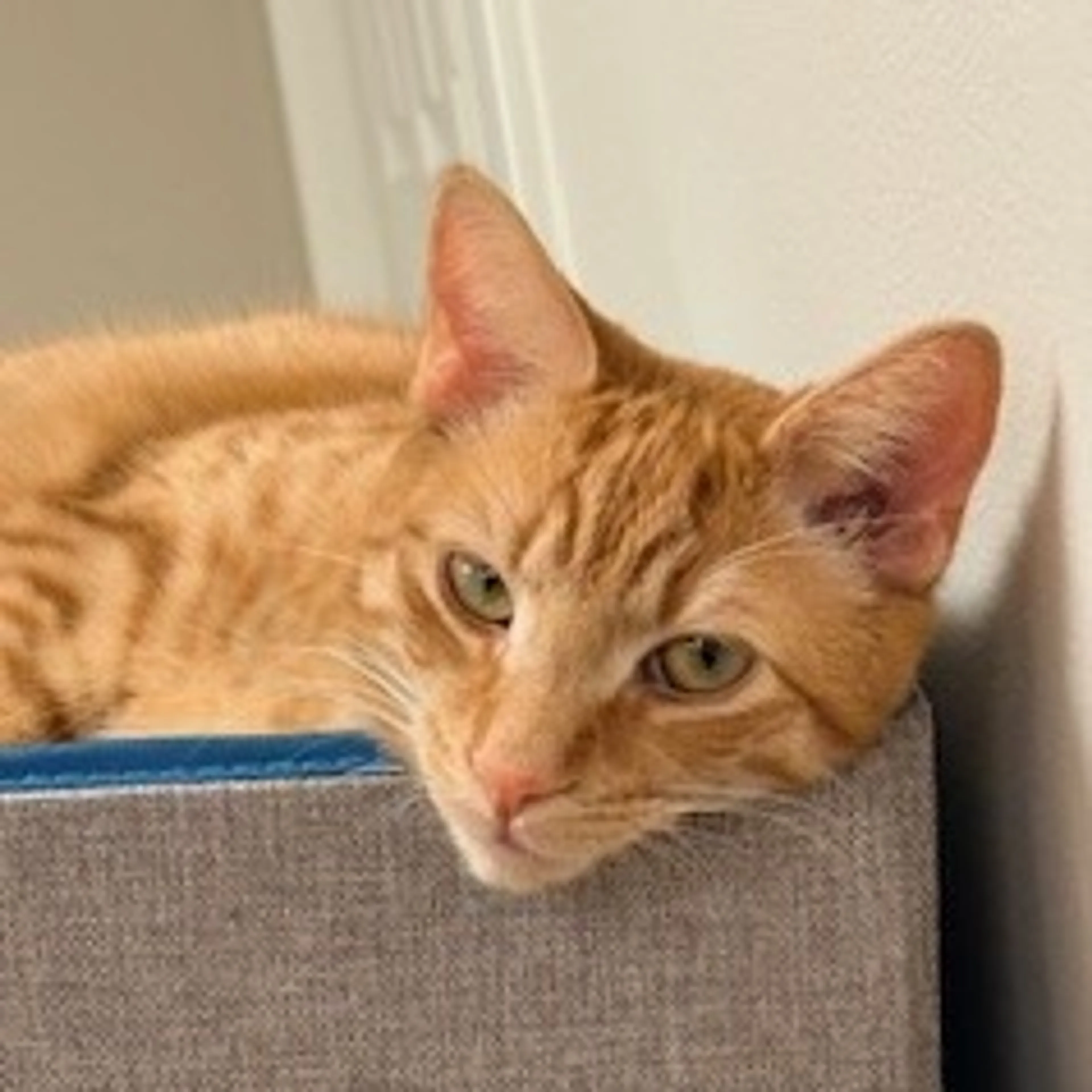 Found pet-3