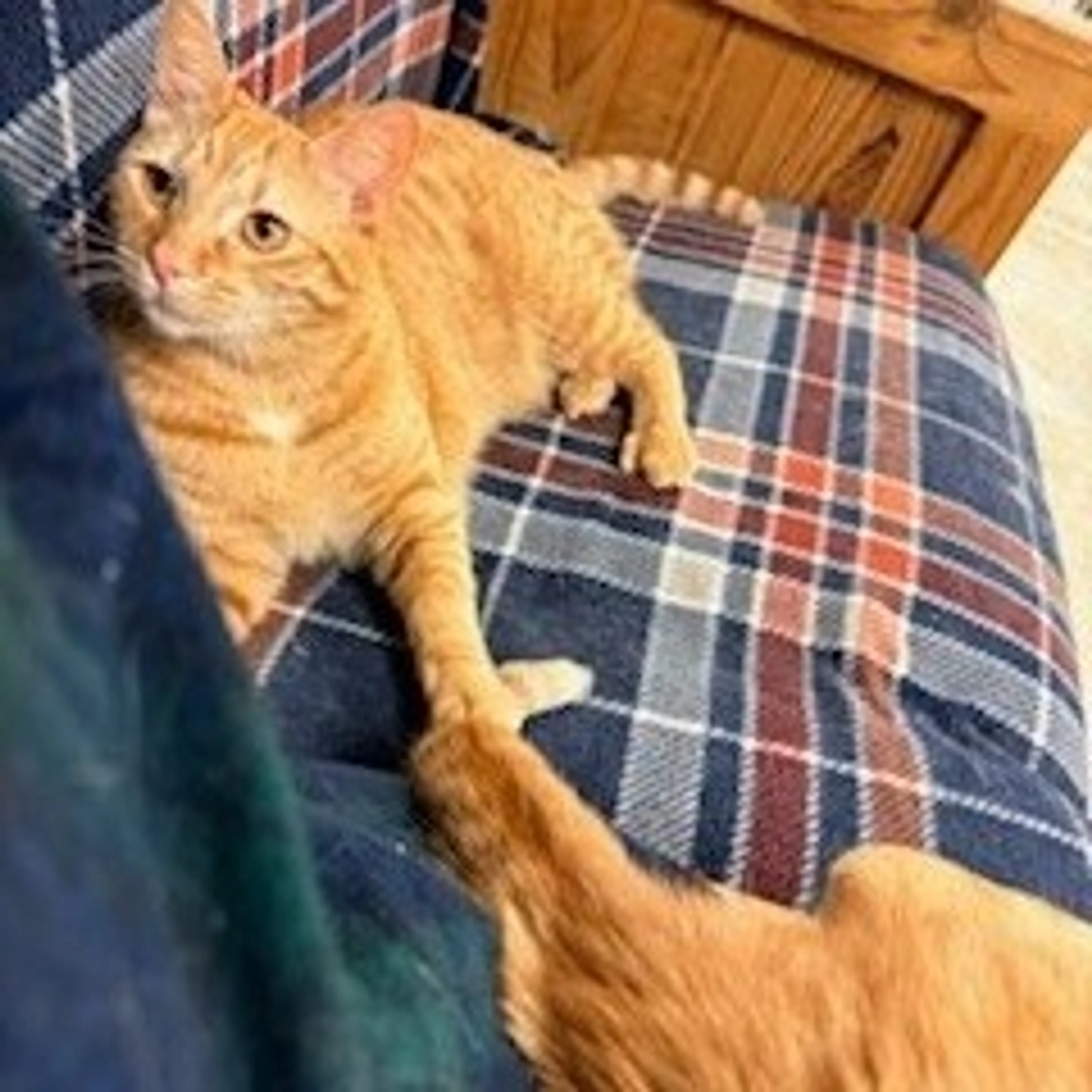 Found pet-4