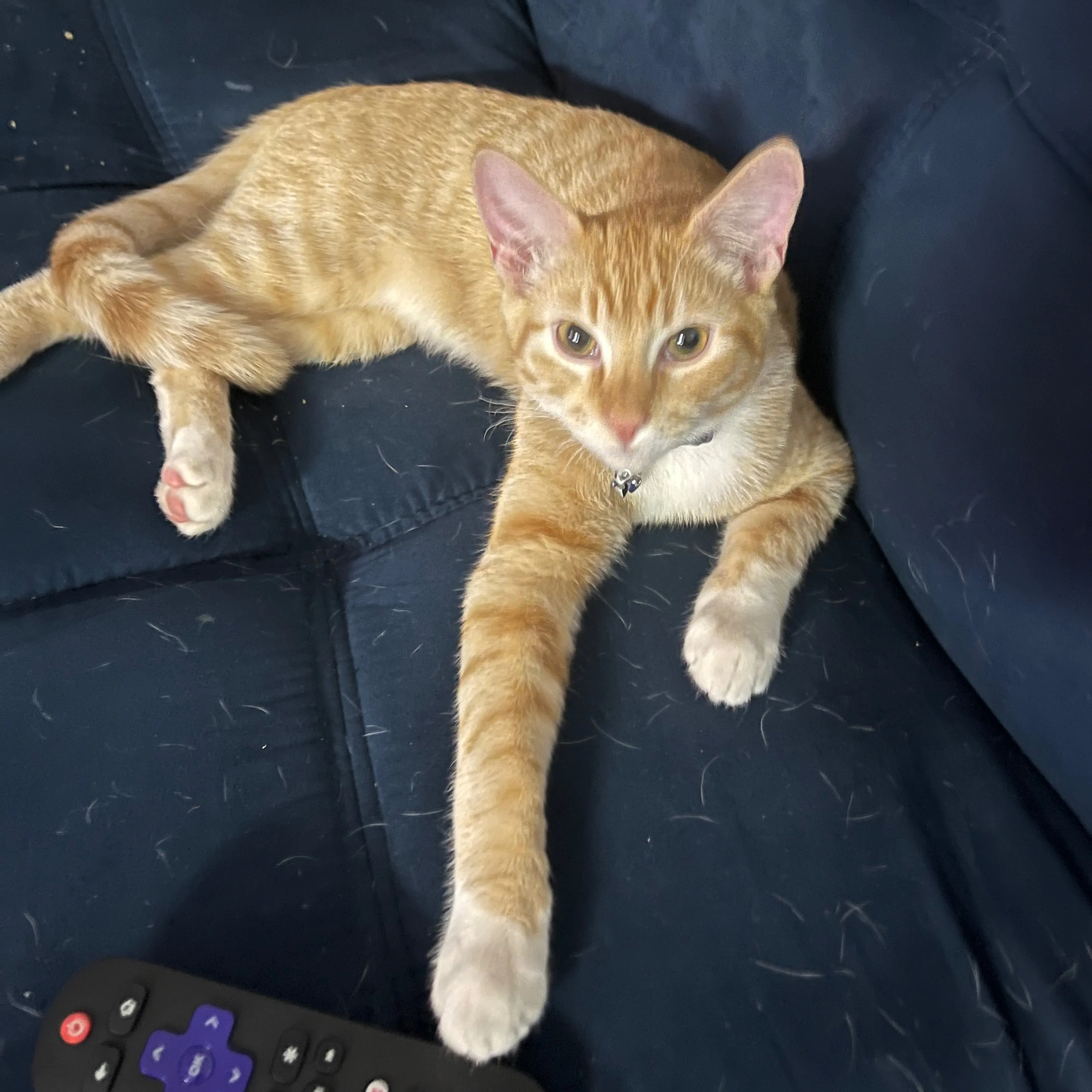 Lost pet-1