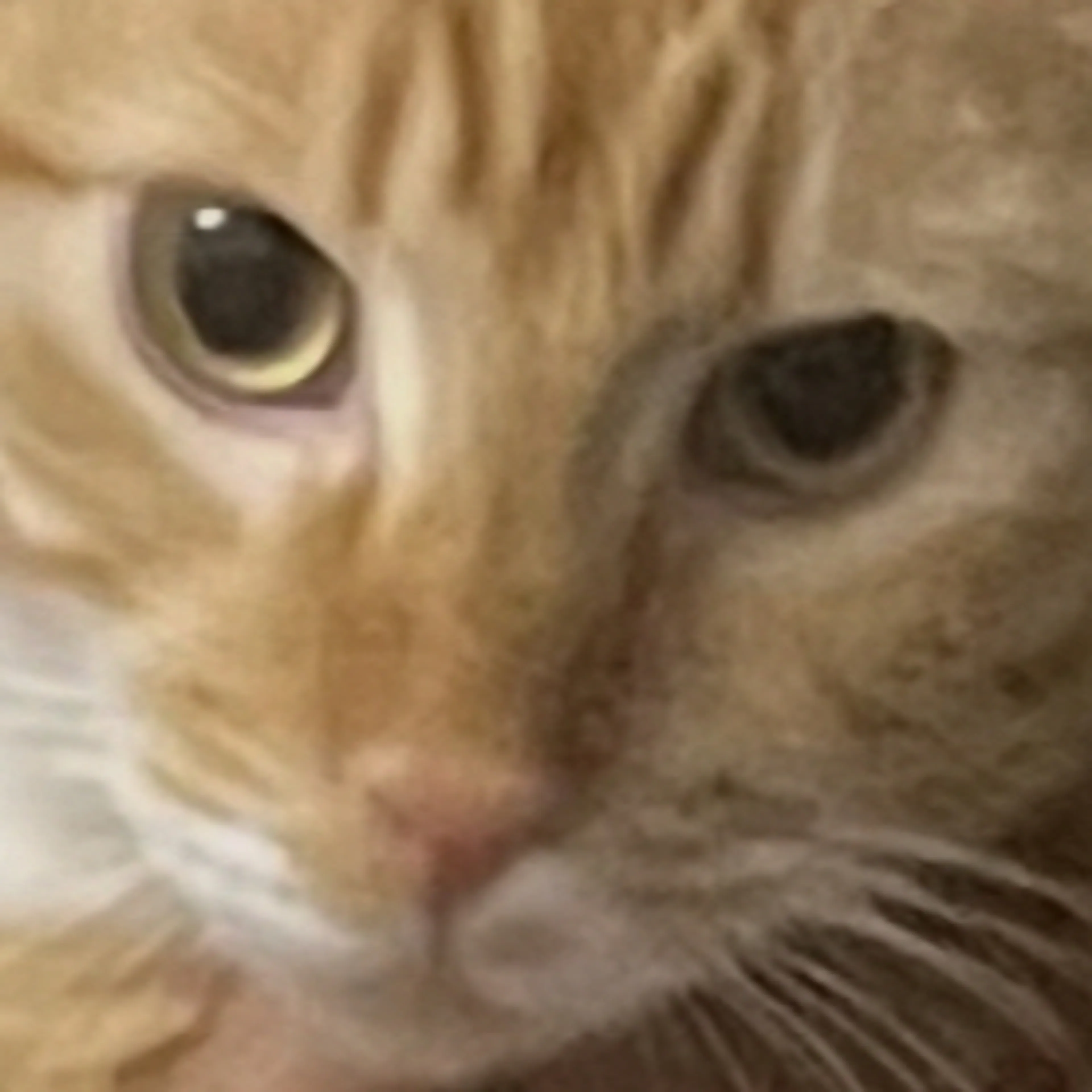 Lost pet-2