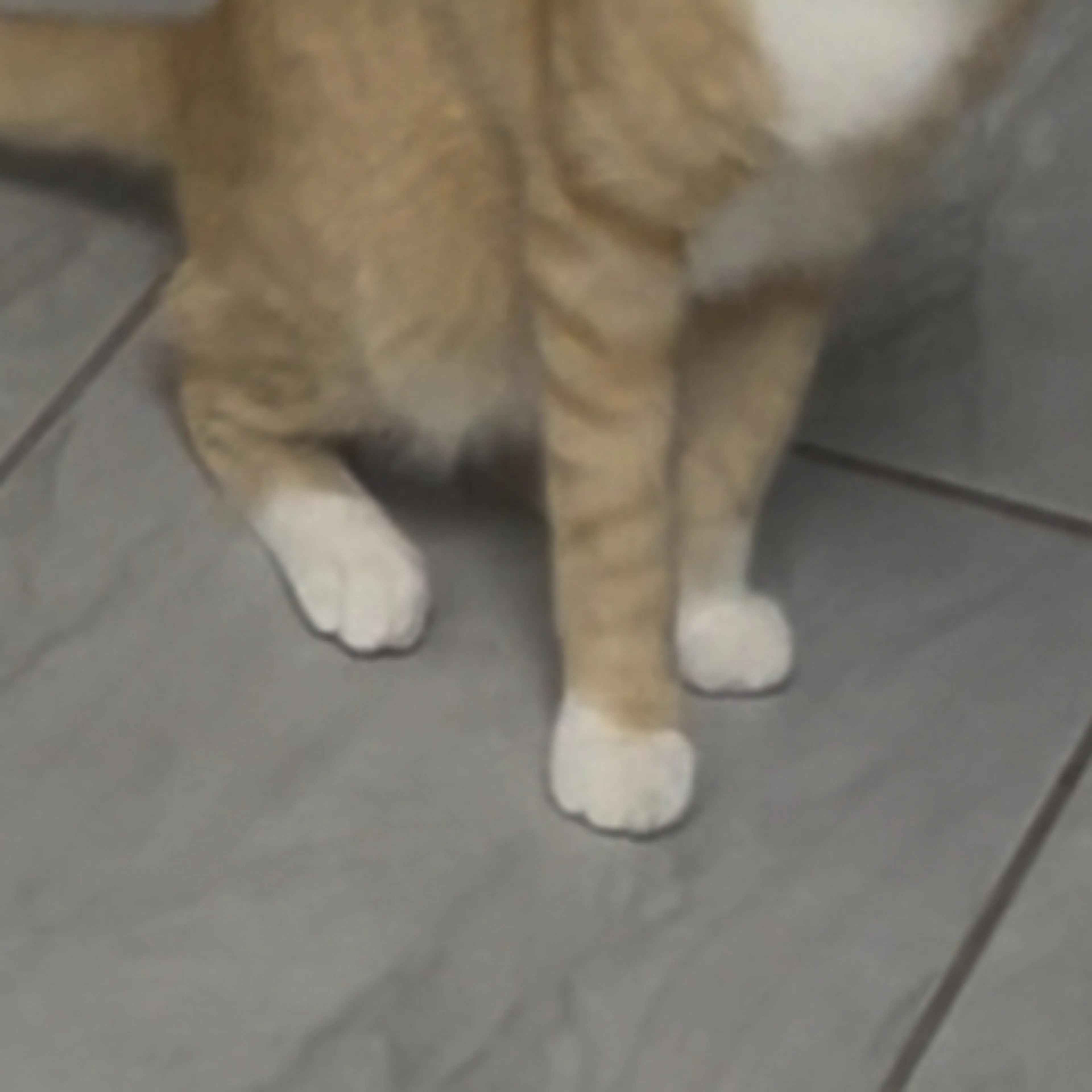 Lost pet-3