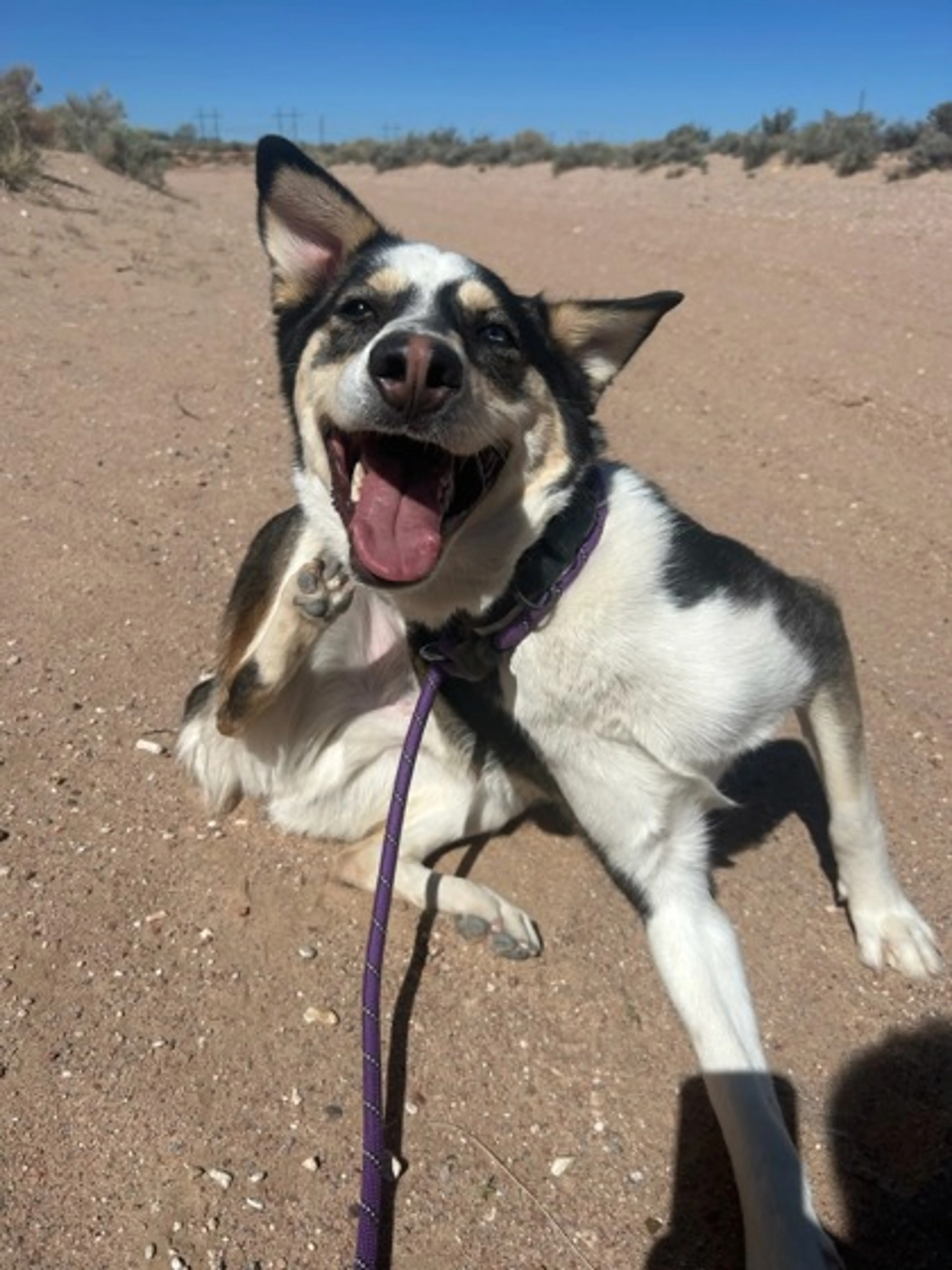 Found pet-2