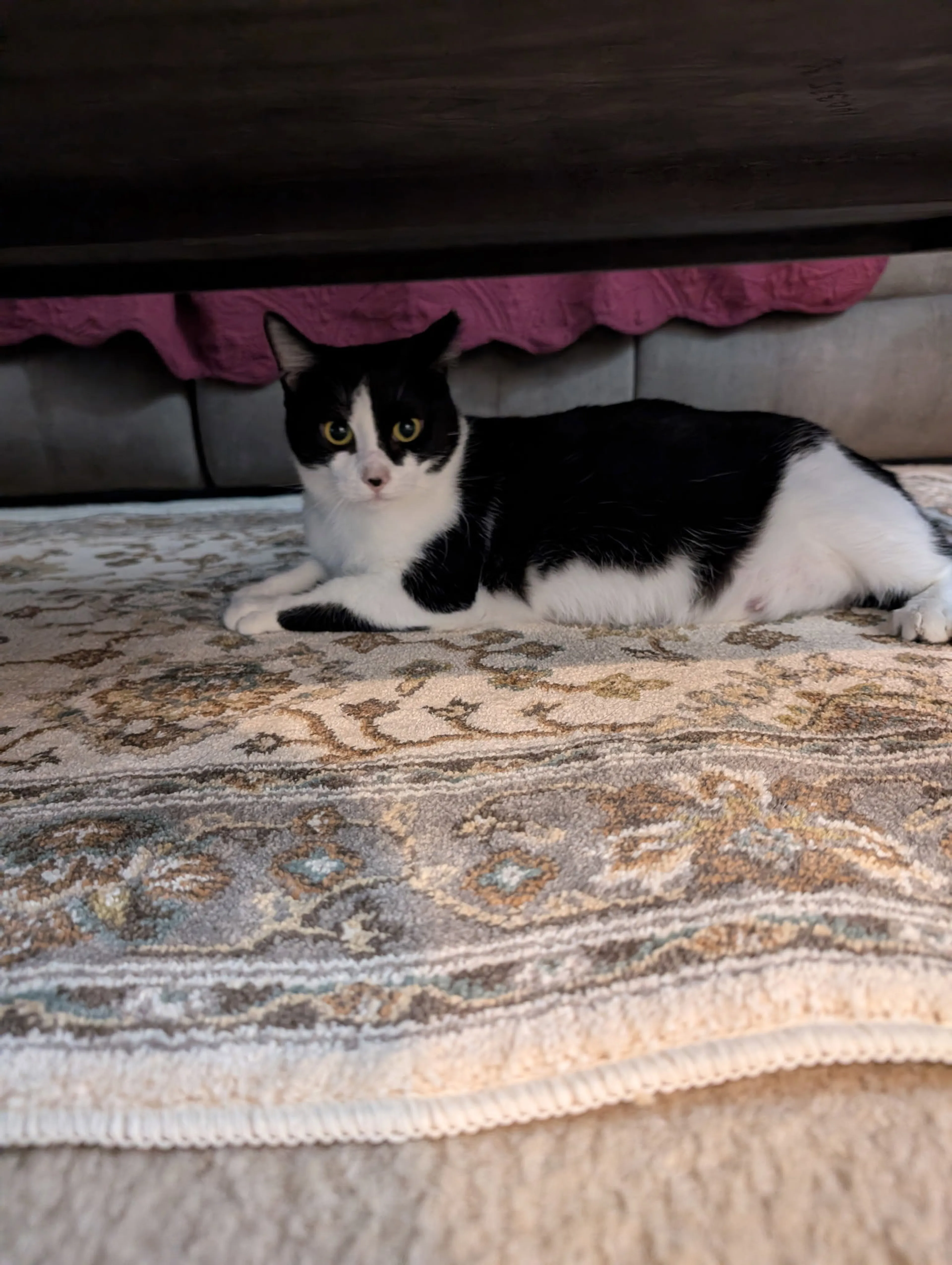 Found pet-2
