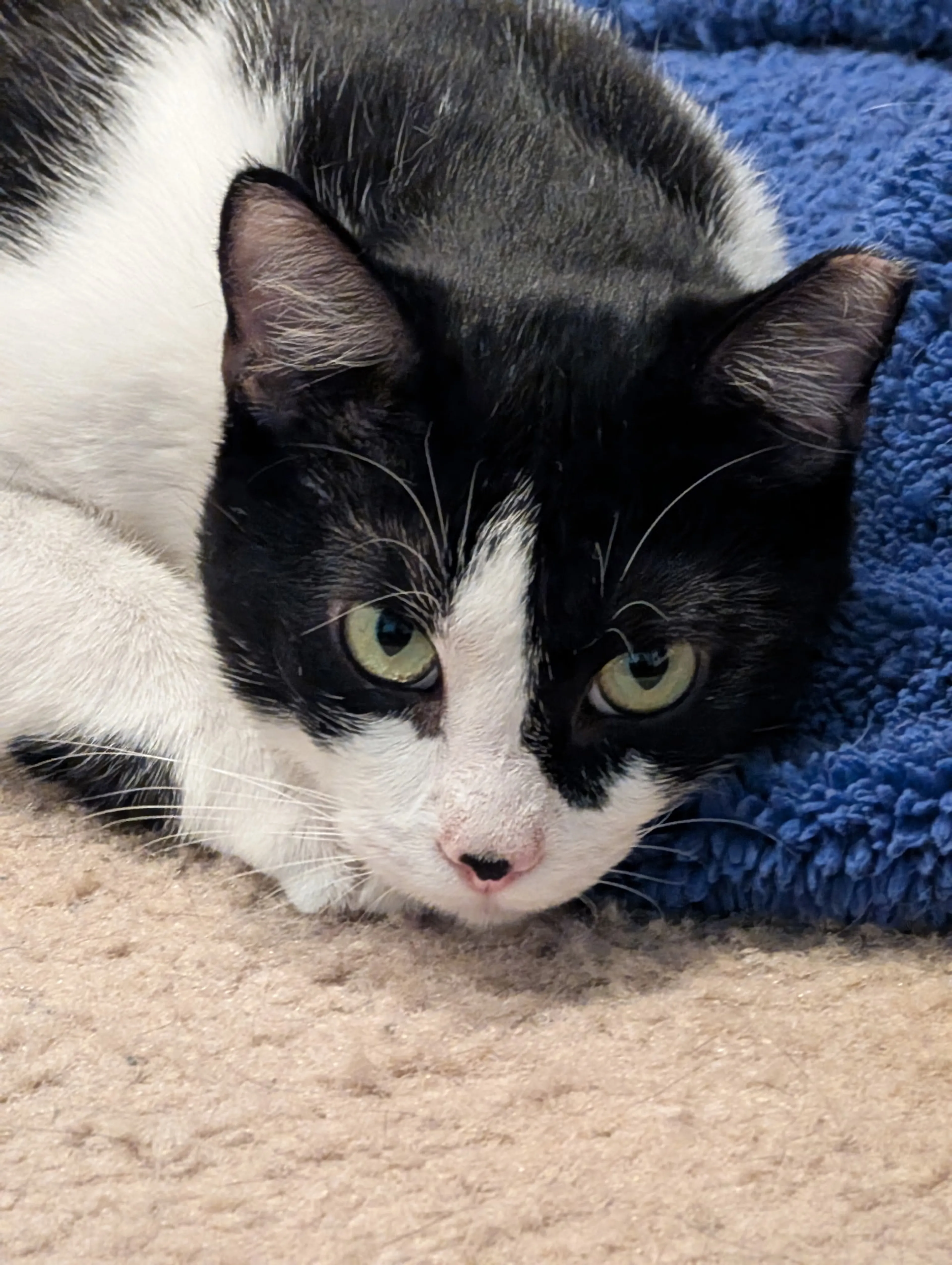 Found pet-1
