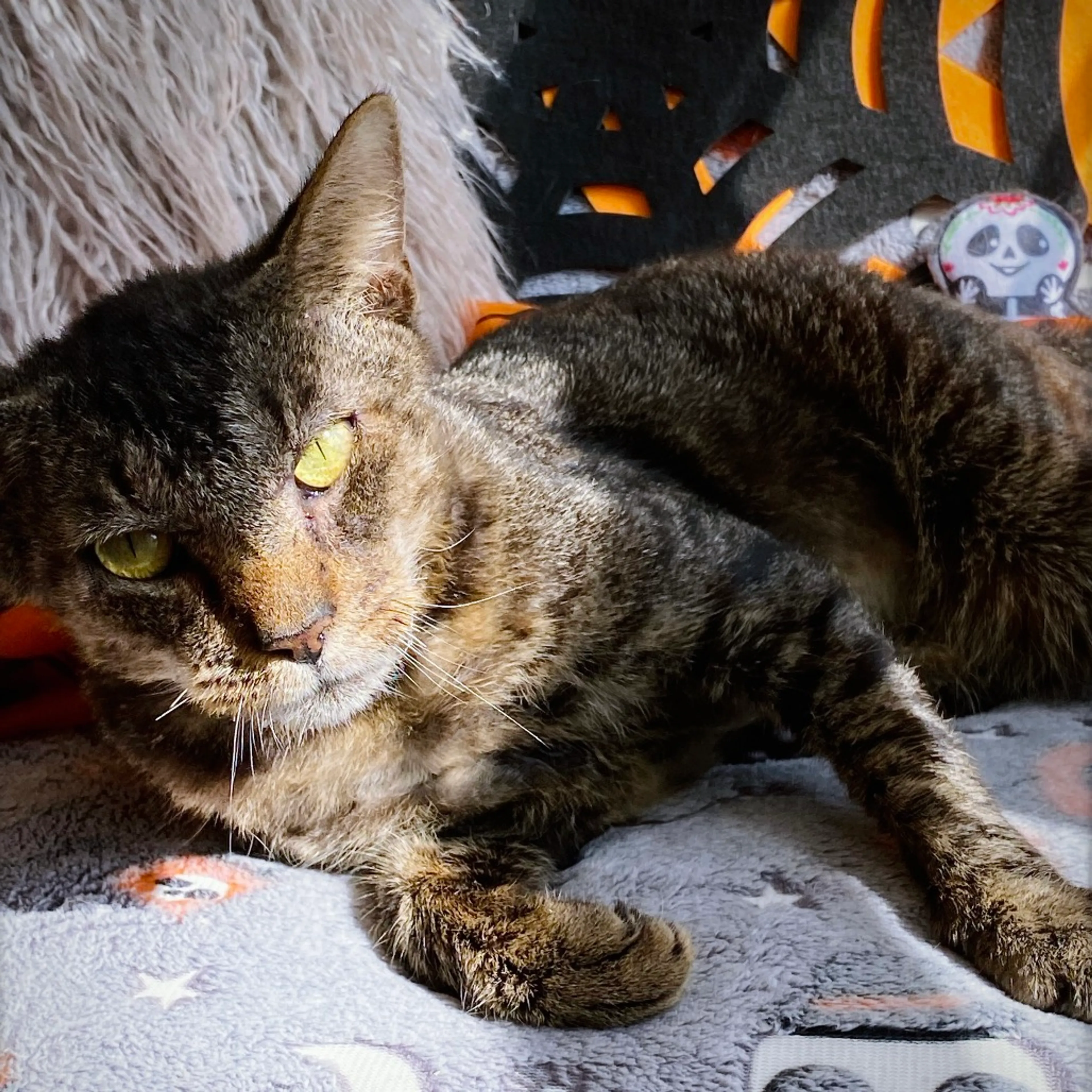 Found pet-3