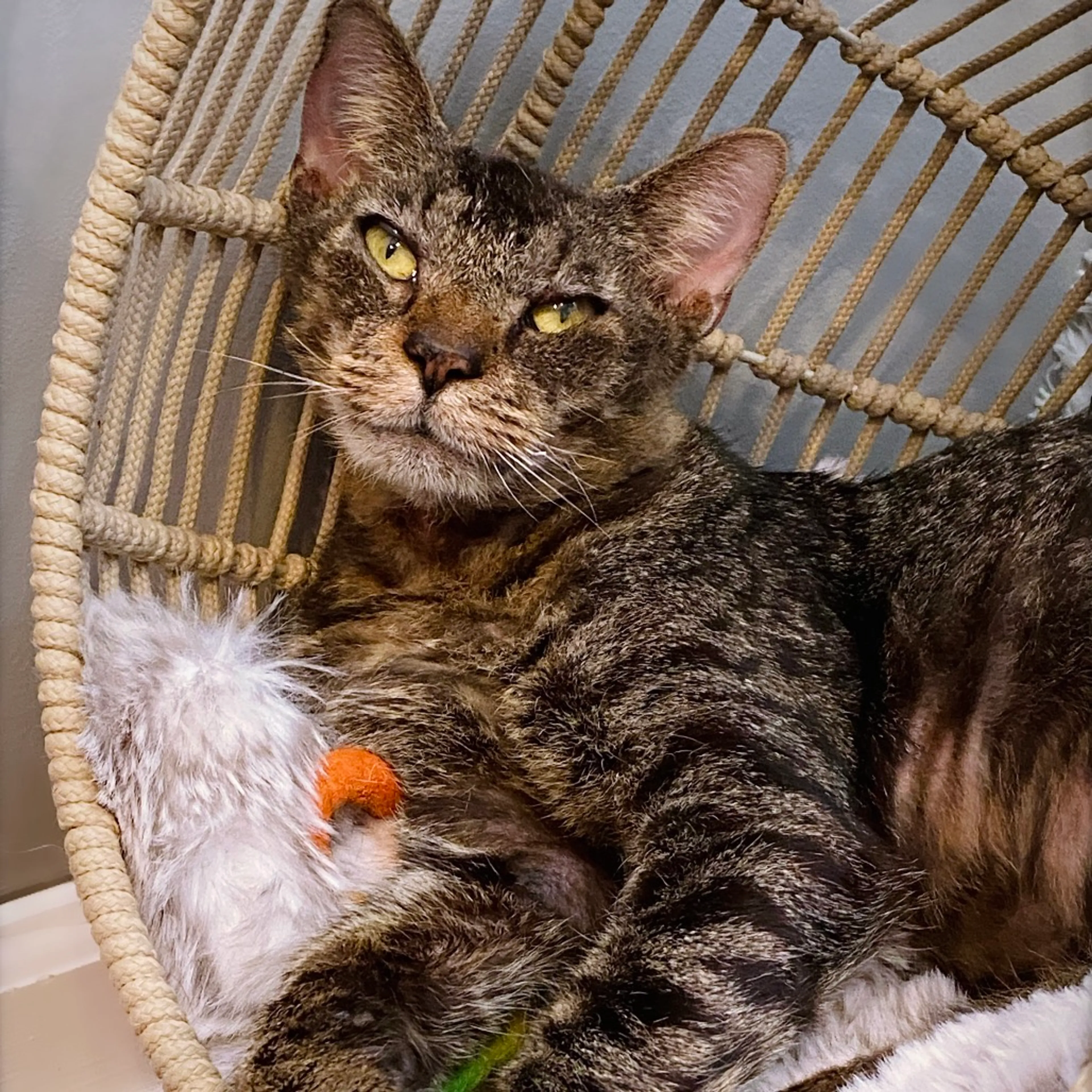 Found pet-1