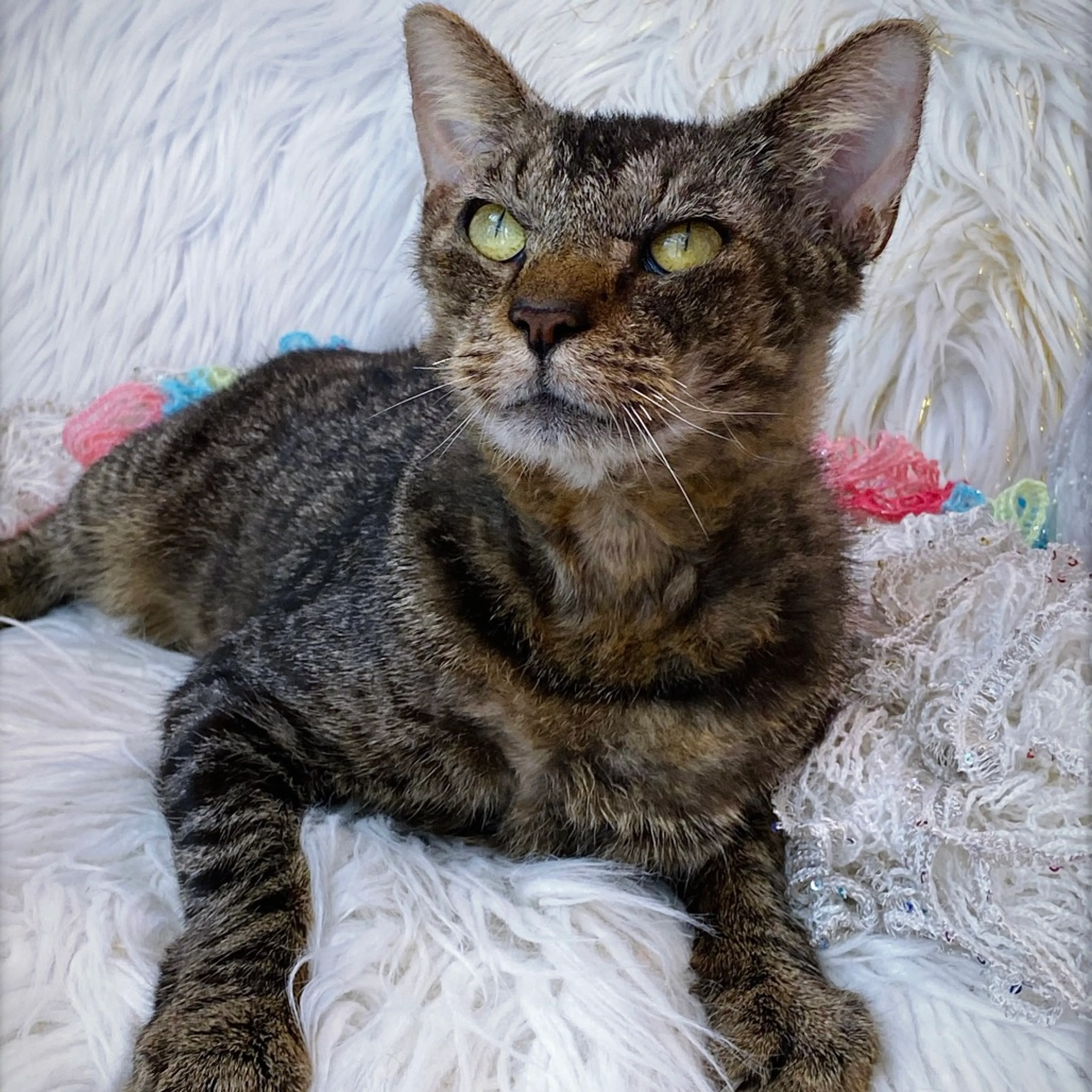 Found pet-2
