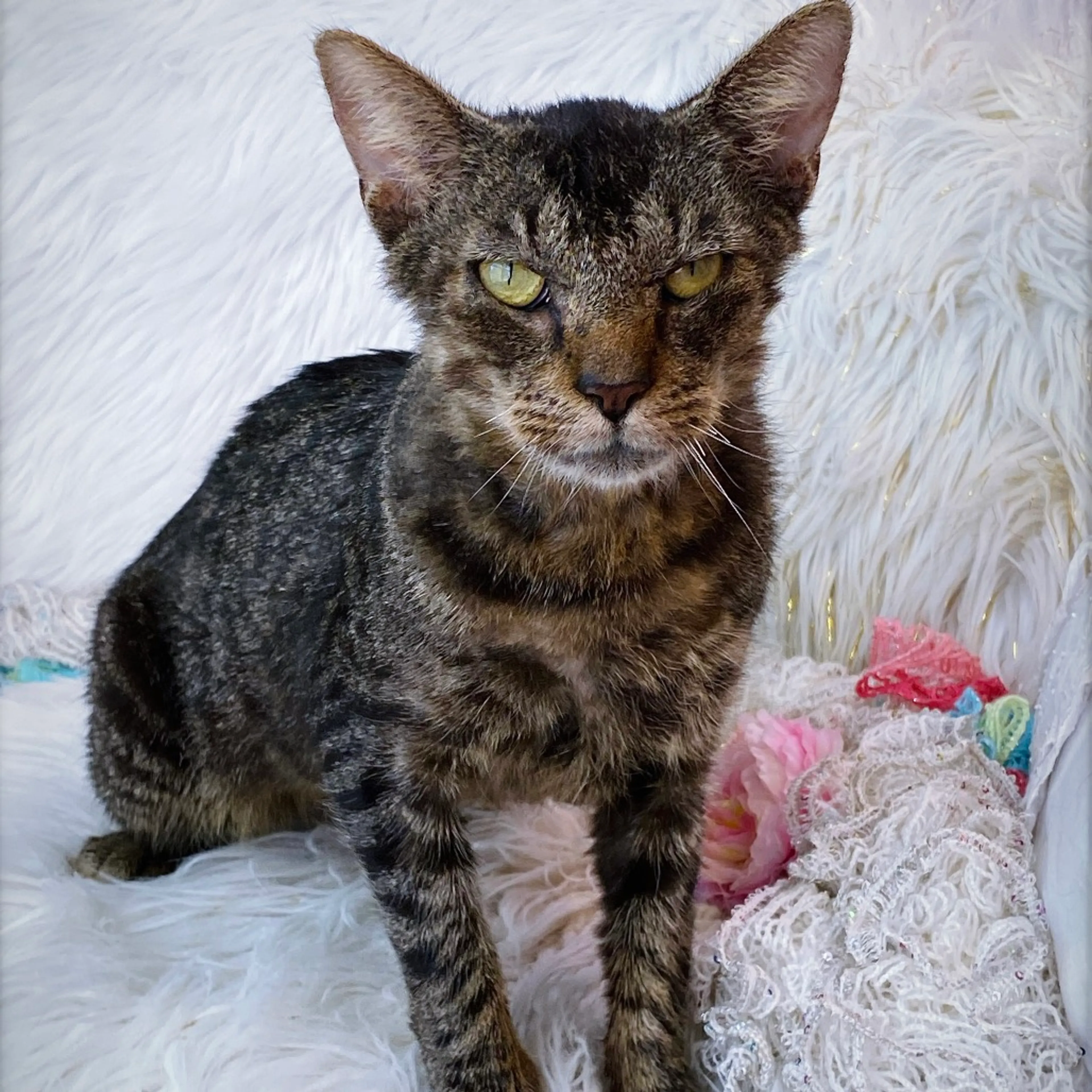 Found pet-4