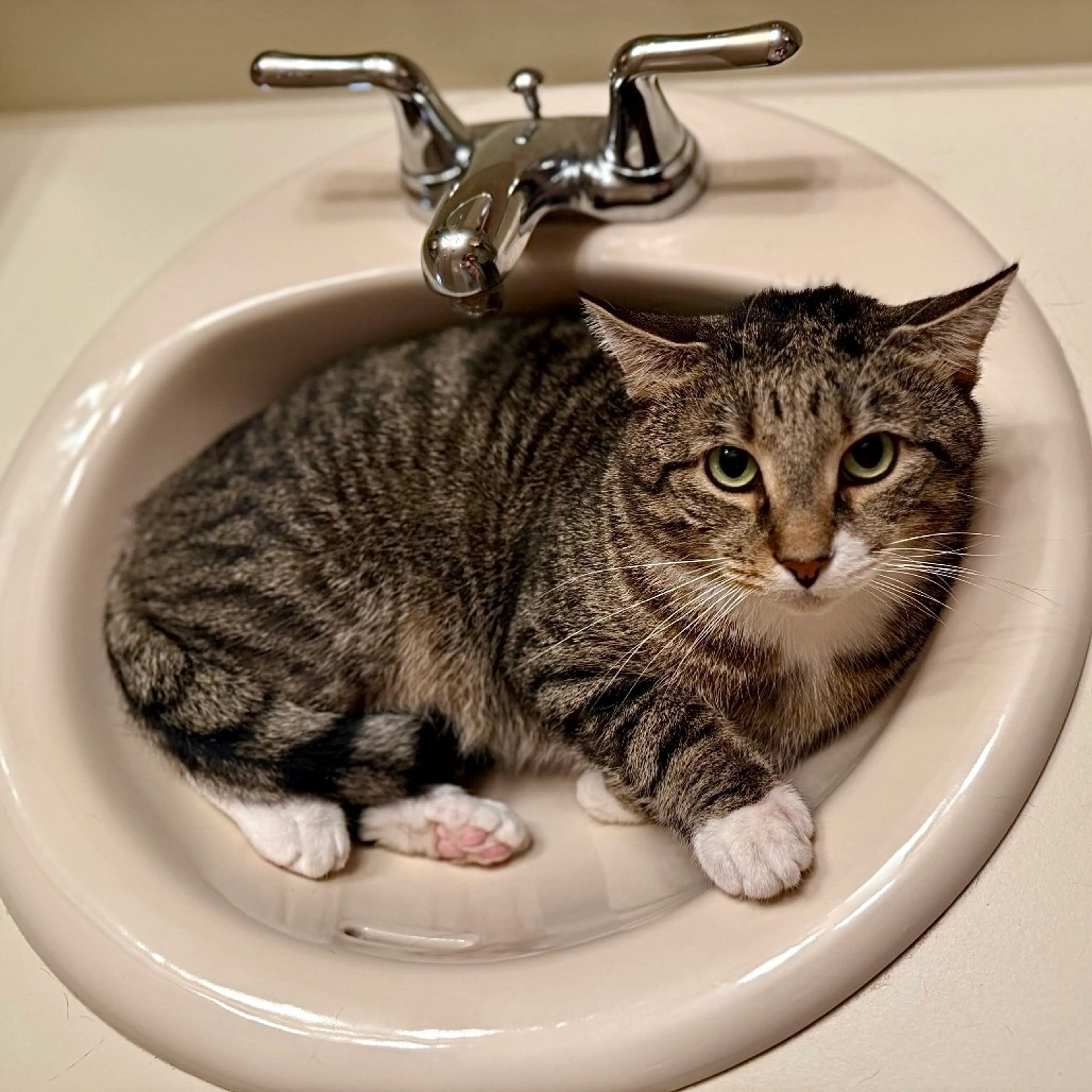 Found pet-2