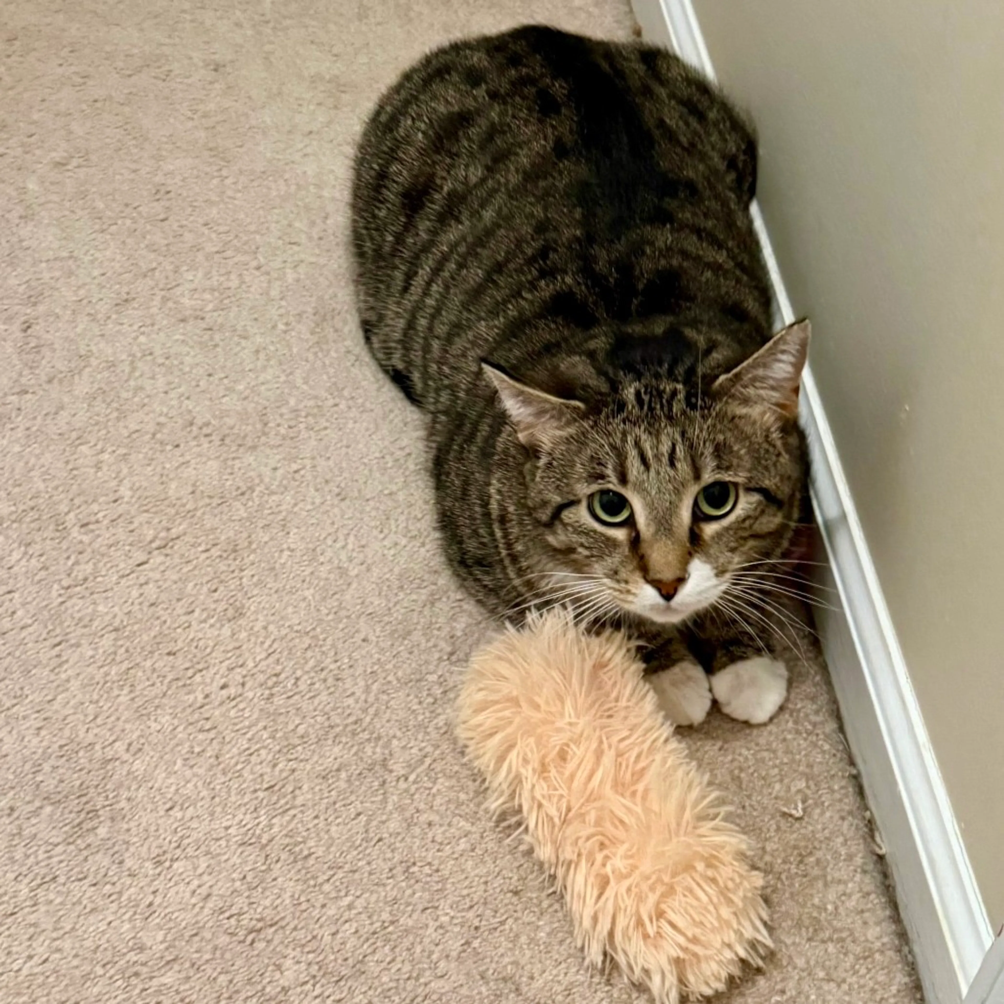 Found pet-4