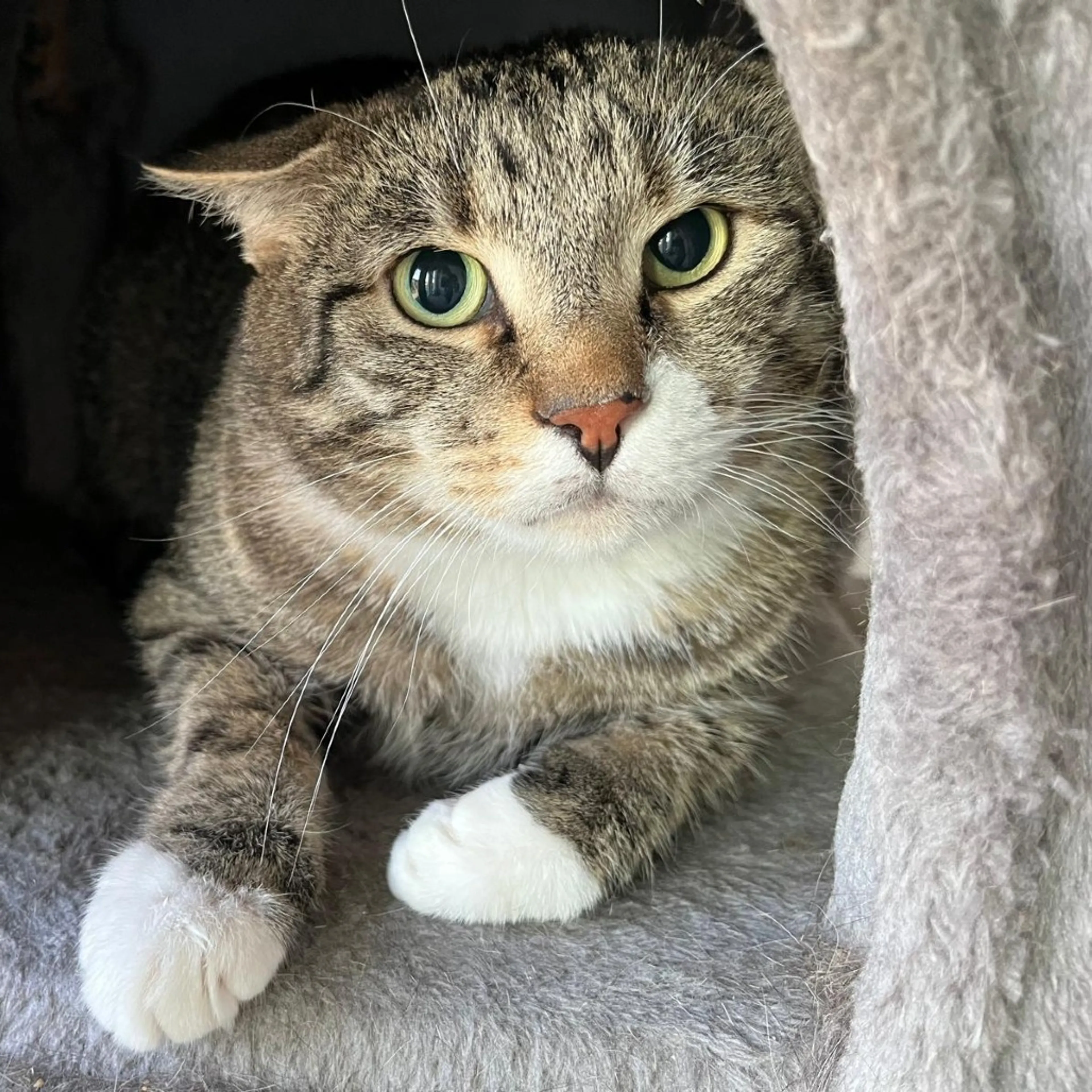 Found pet-1