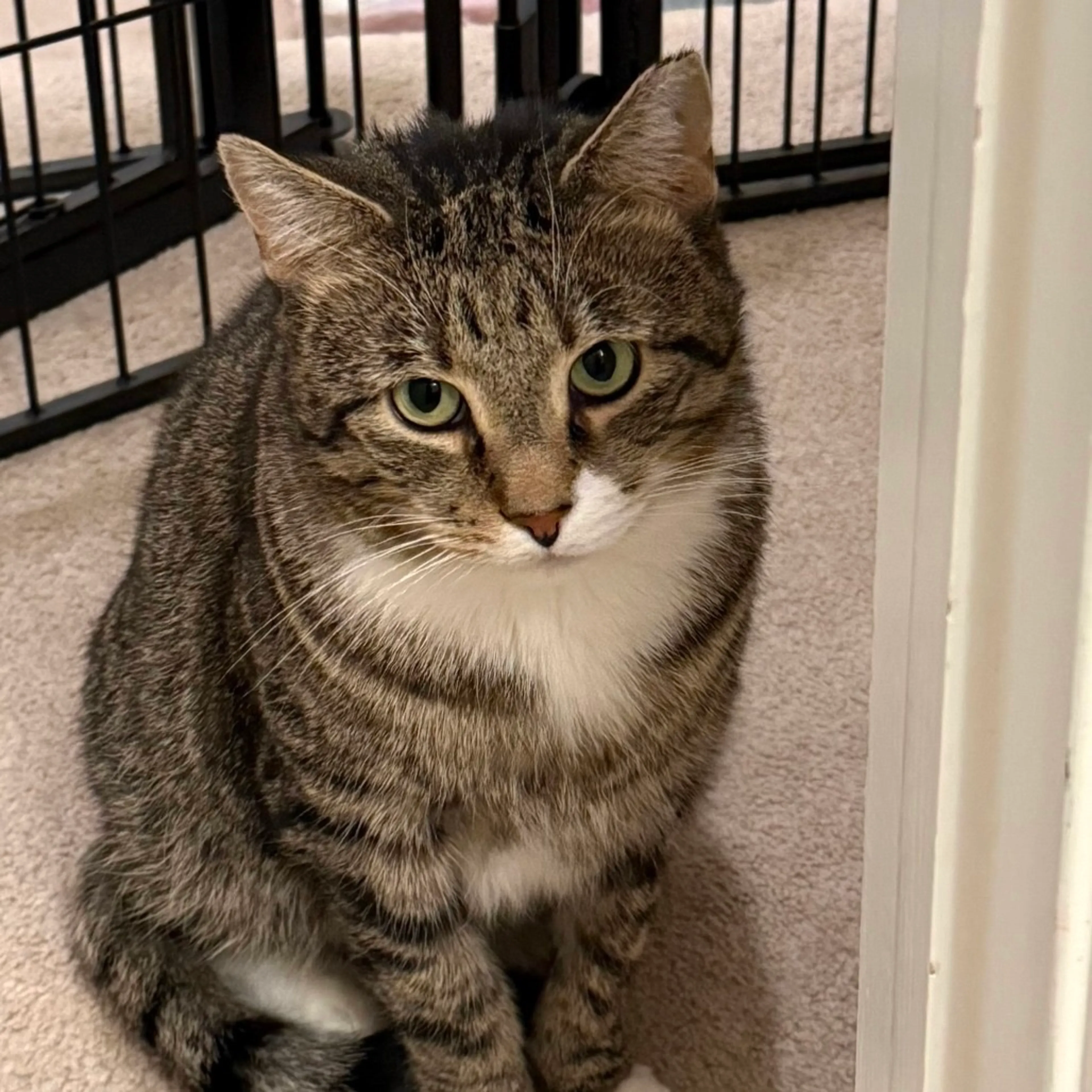 Found pet-3