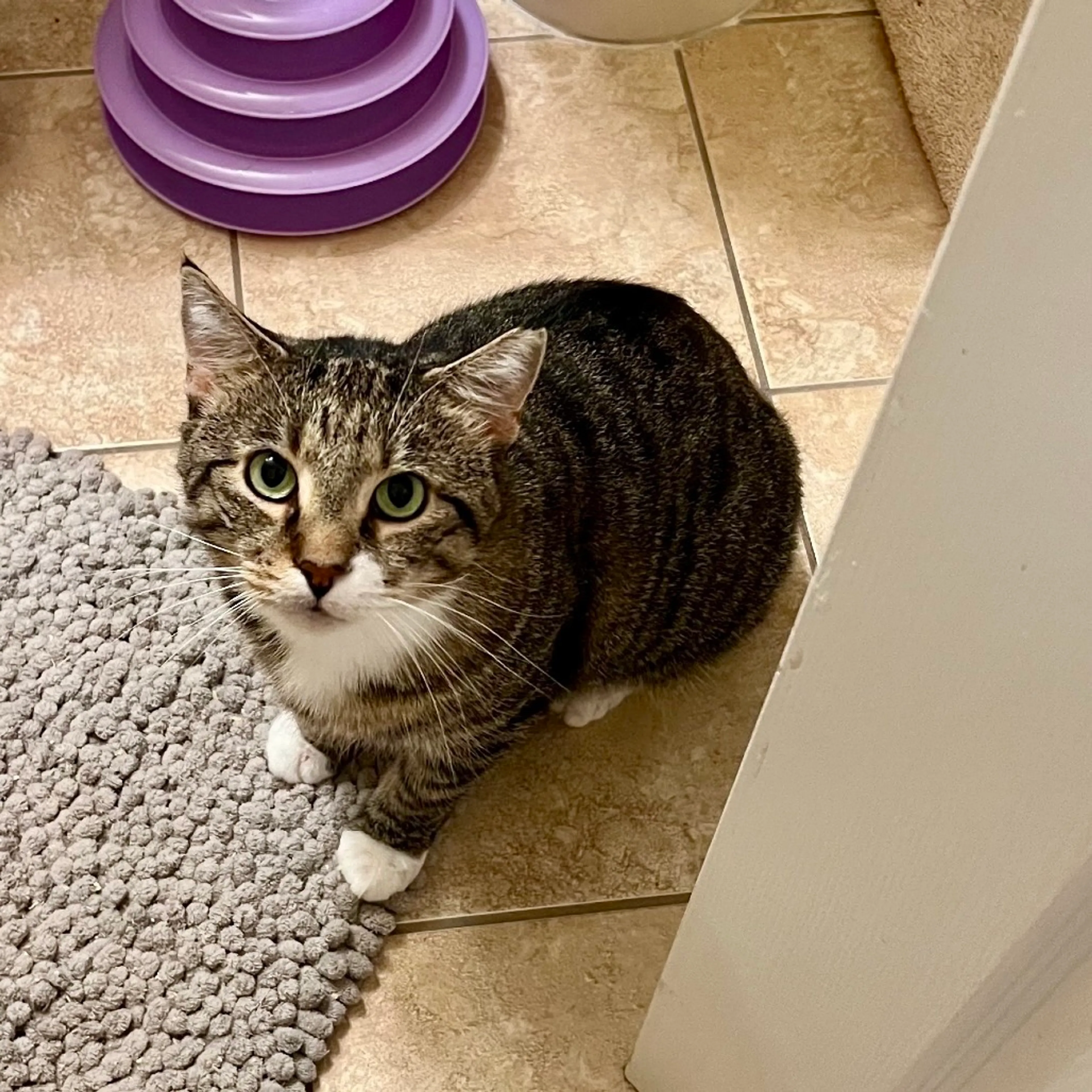 Found pet-0