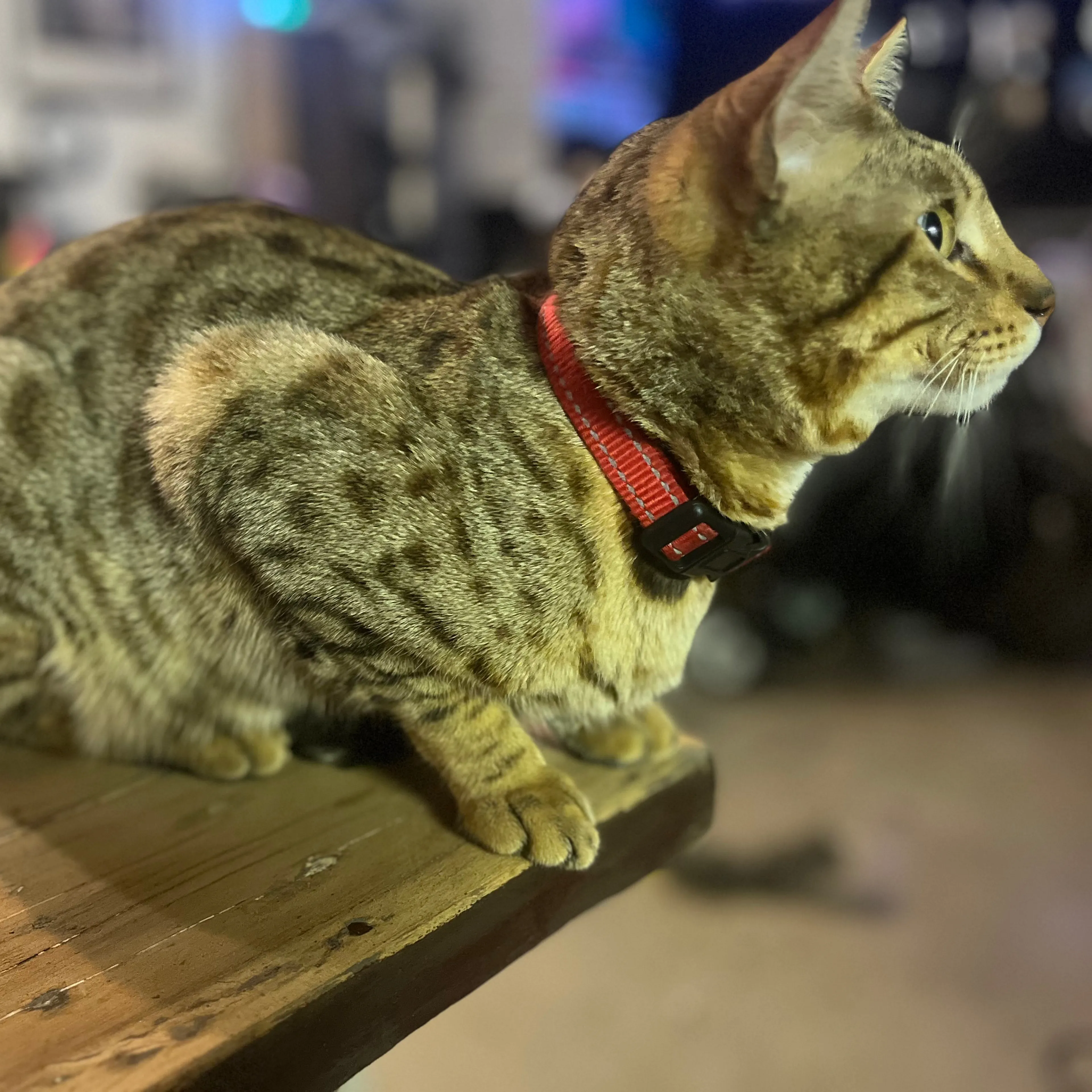 Lost pet-3