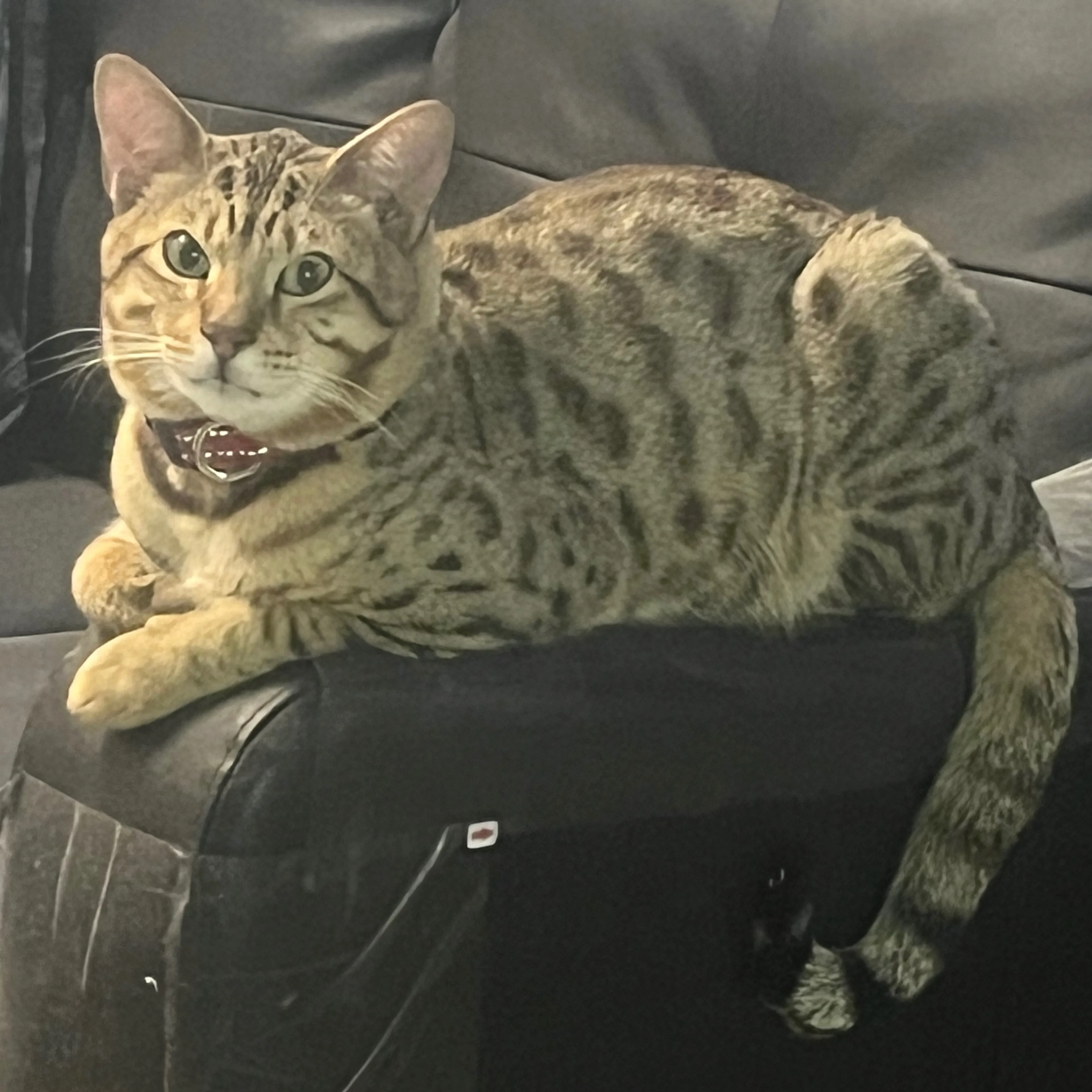 Lost pet-2