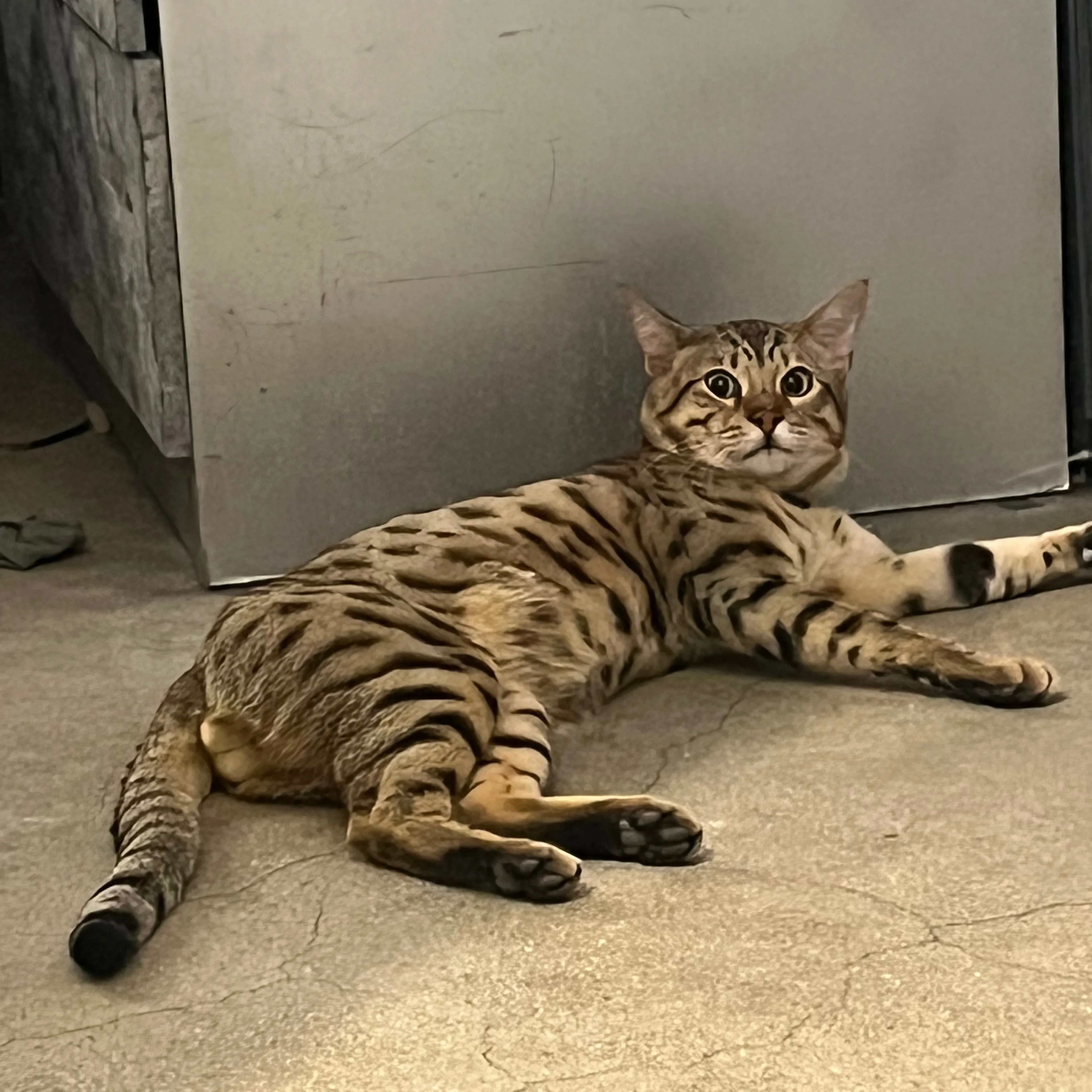 Lost pet-0
