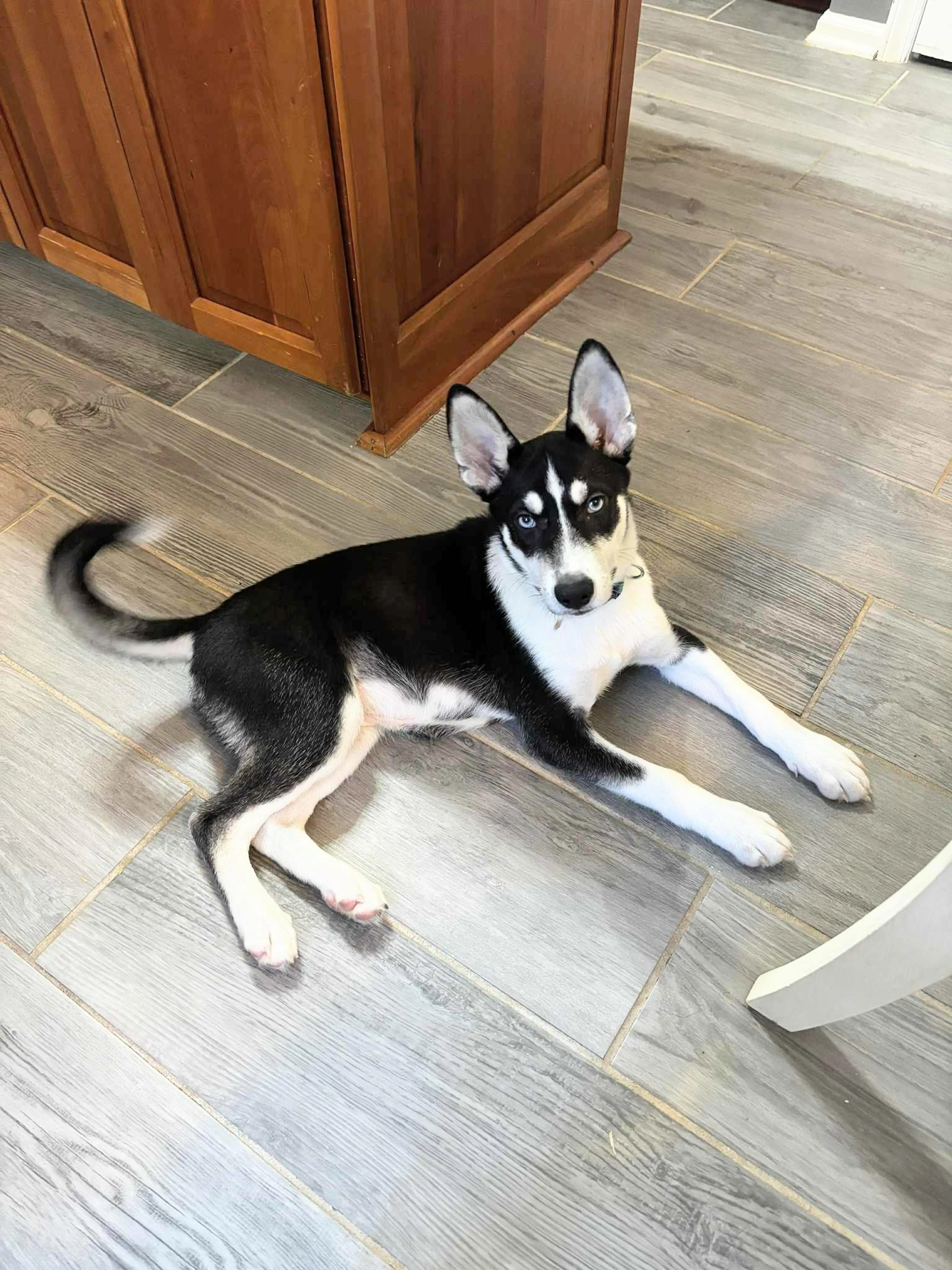 Found pet-12