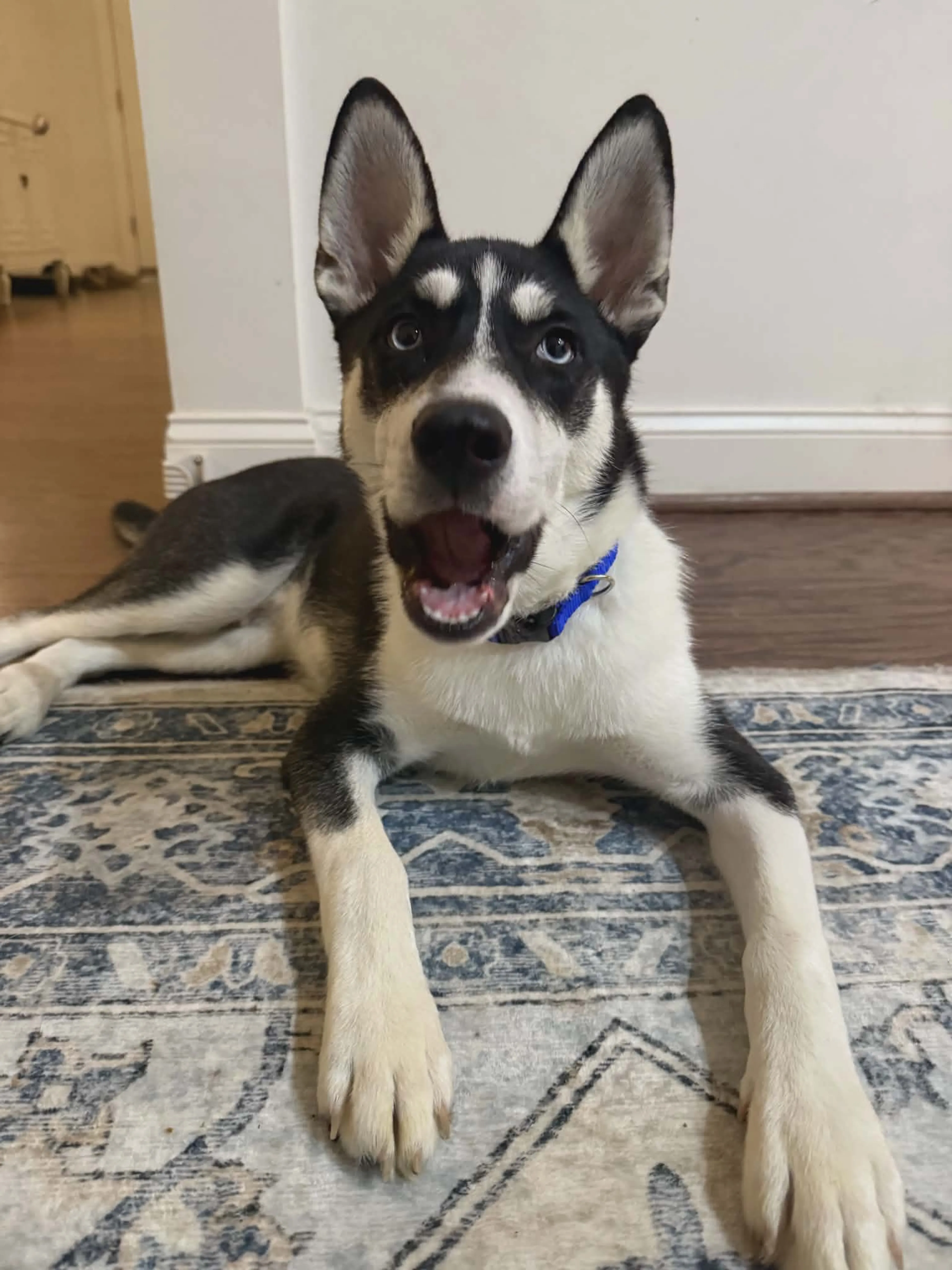 Found pet-3
