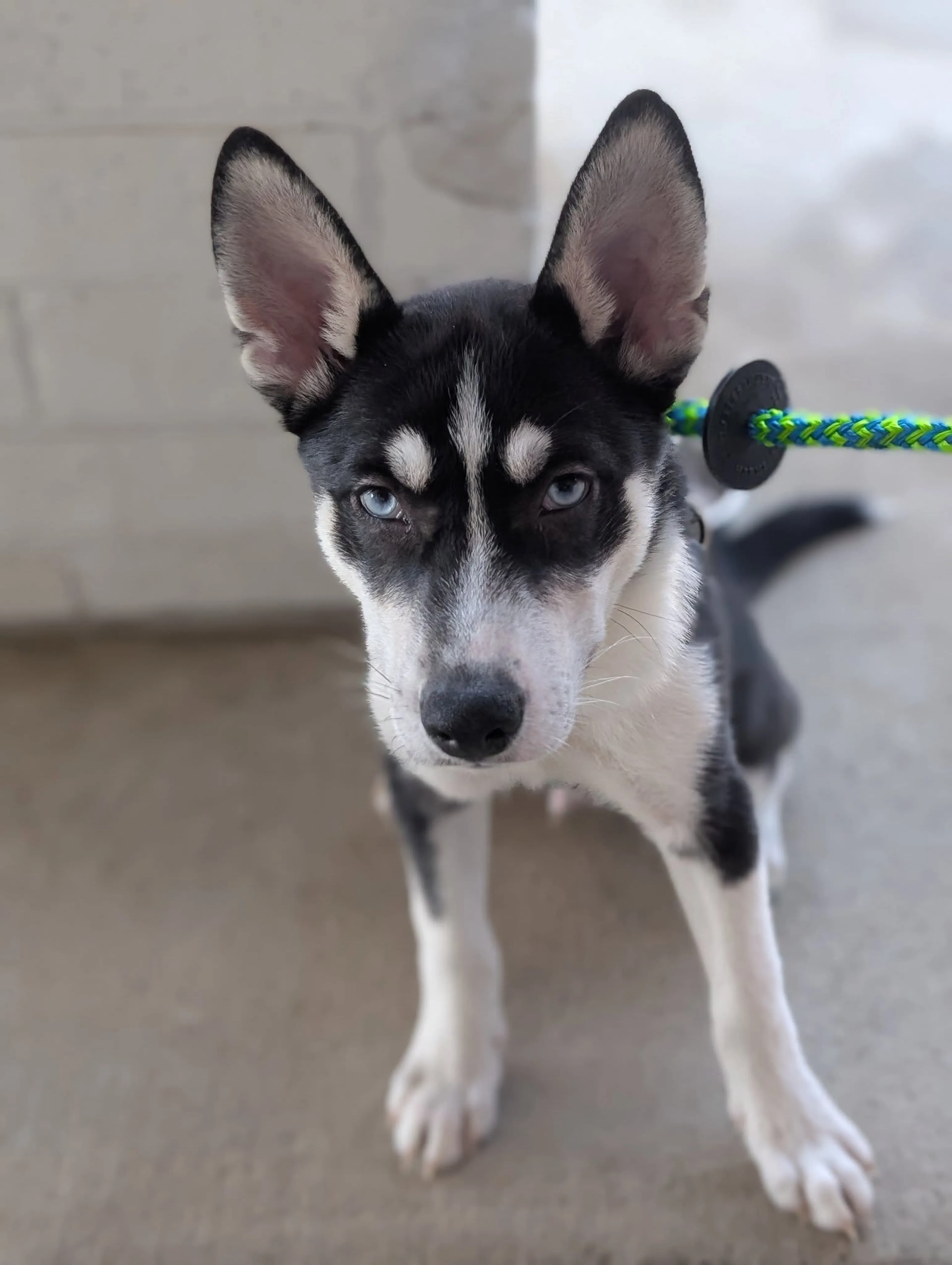 Found pet-11