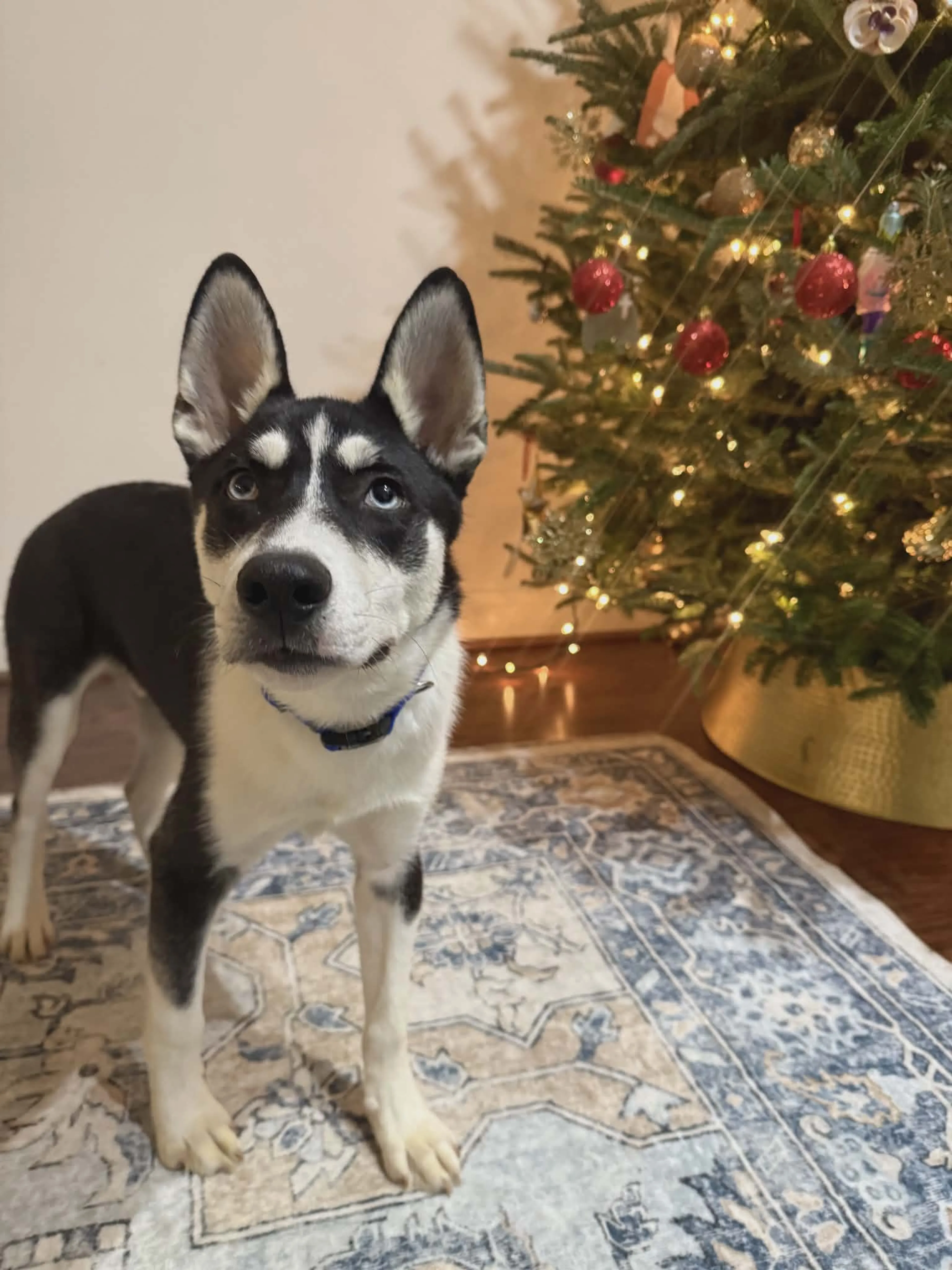 Found pet-4