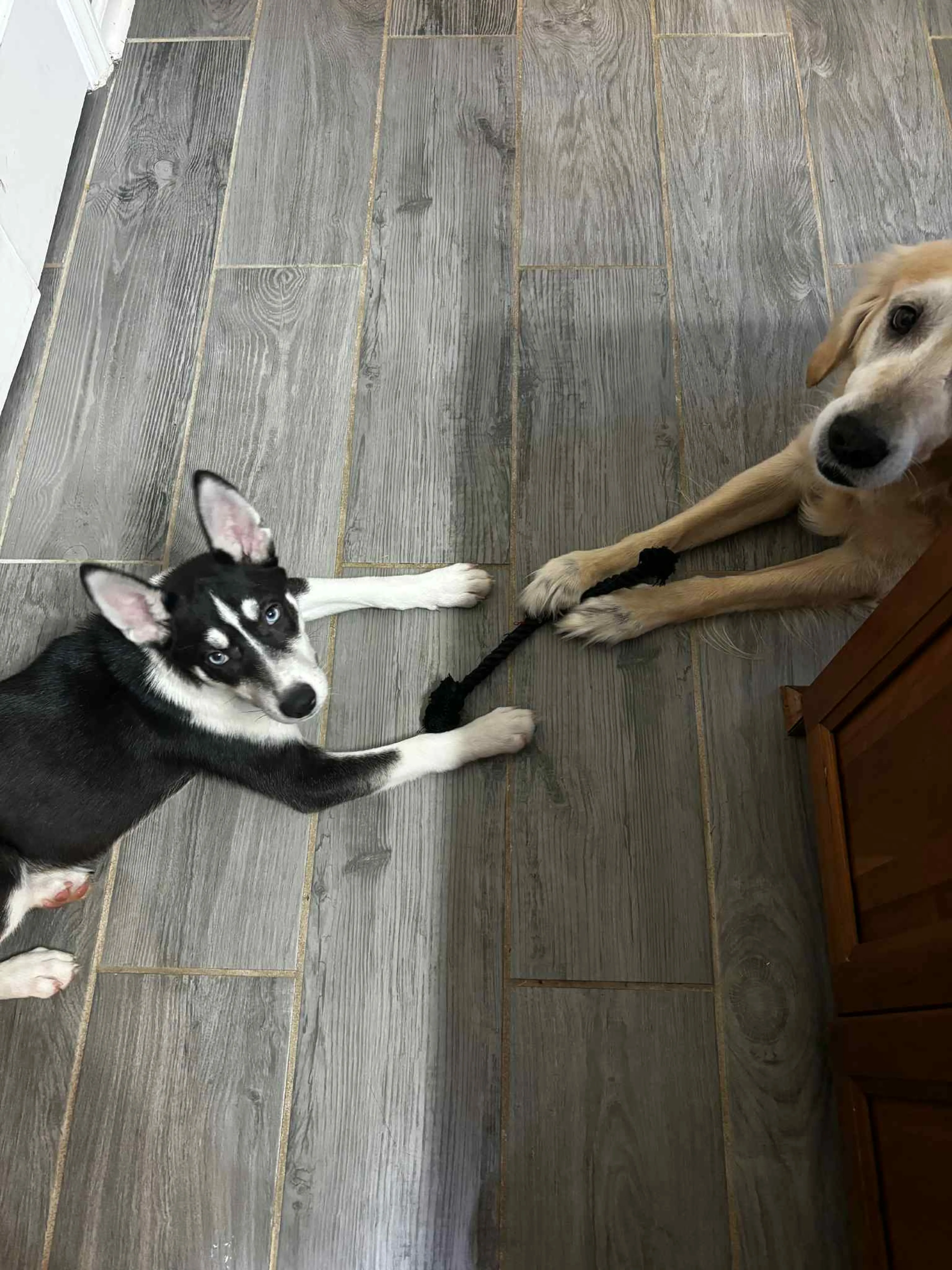 Found pet-13