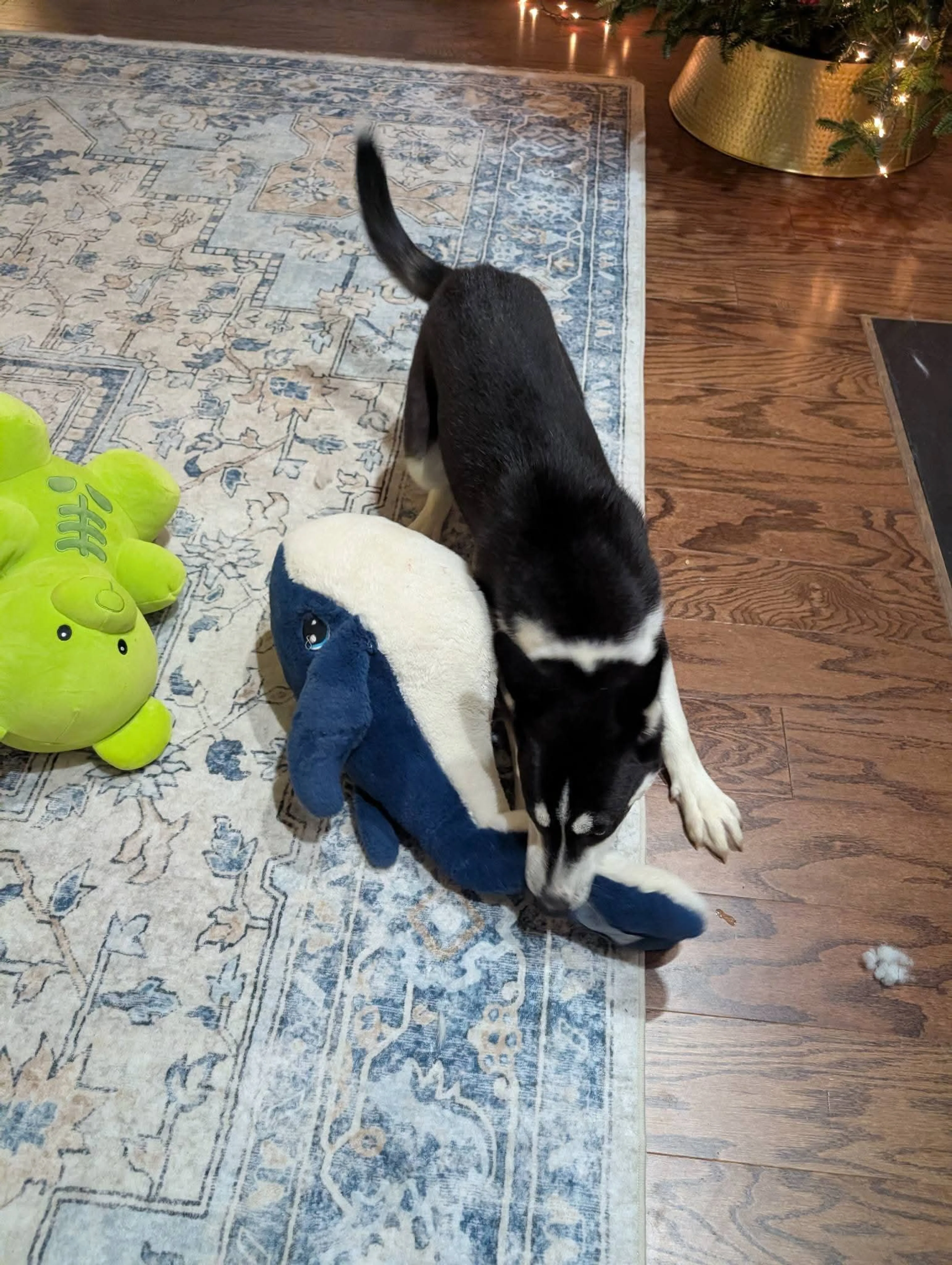 Found pet-7
