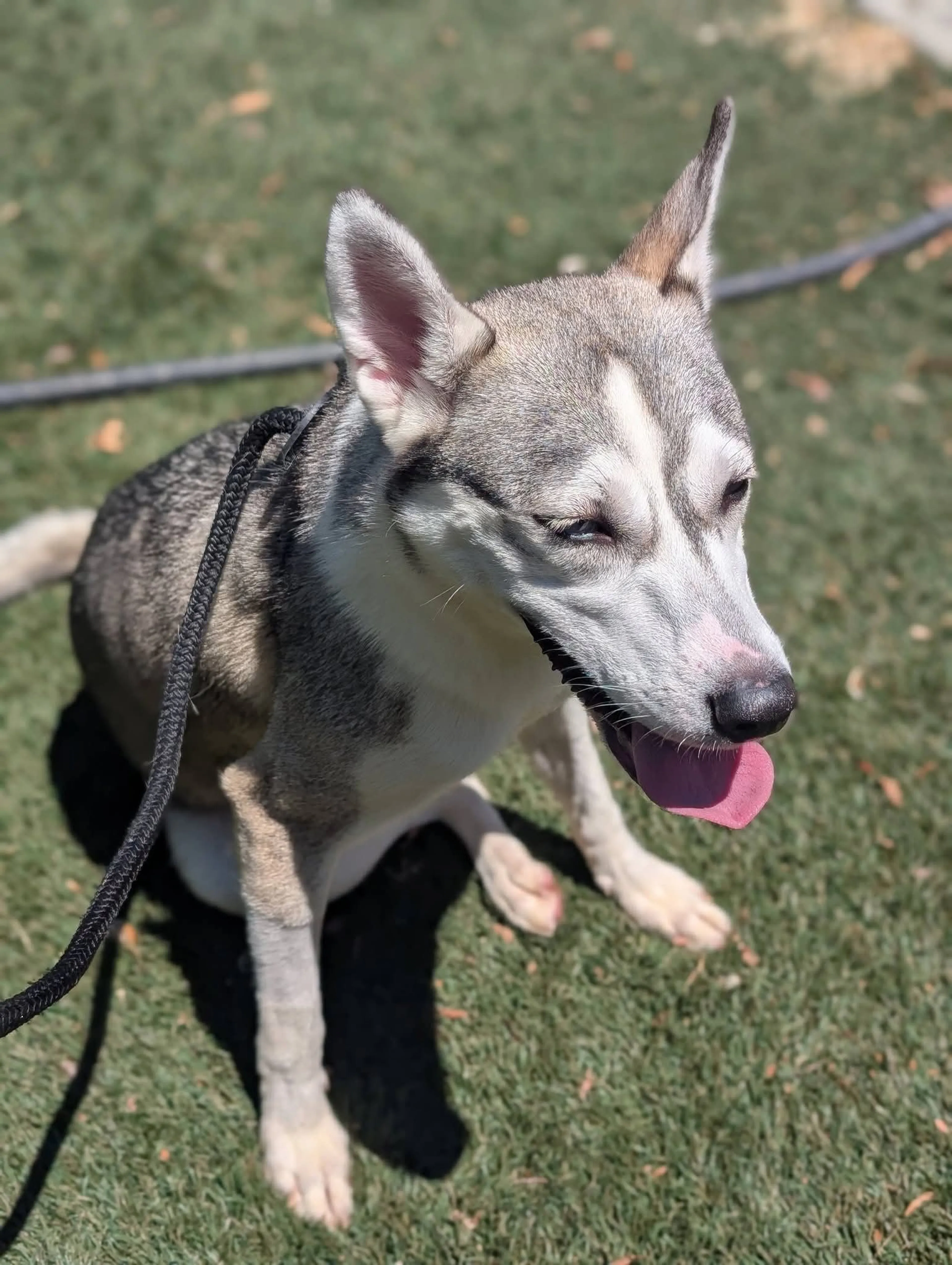 Found pet-8