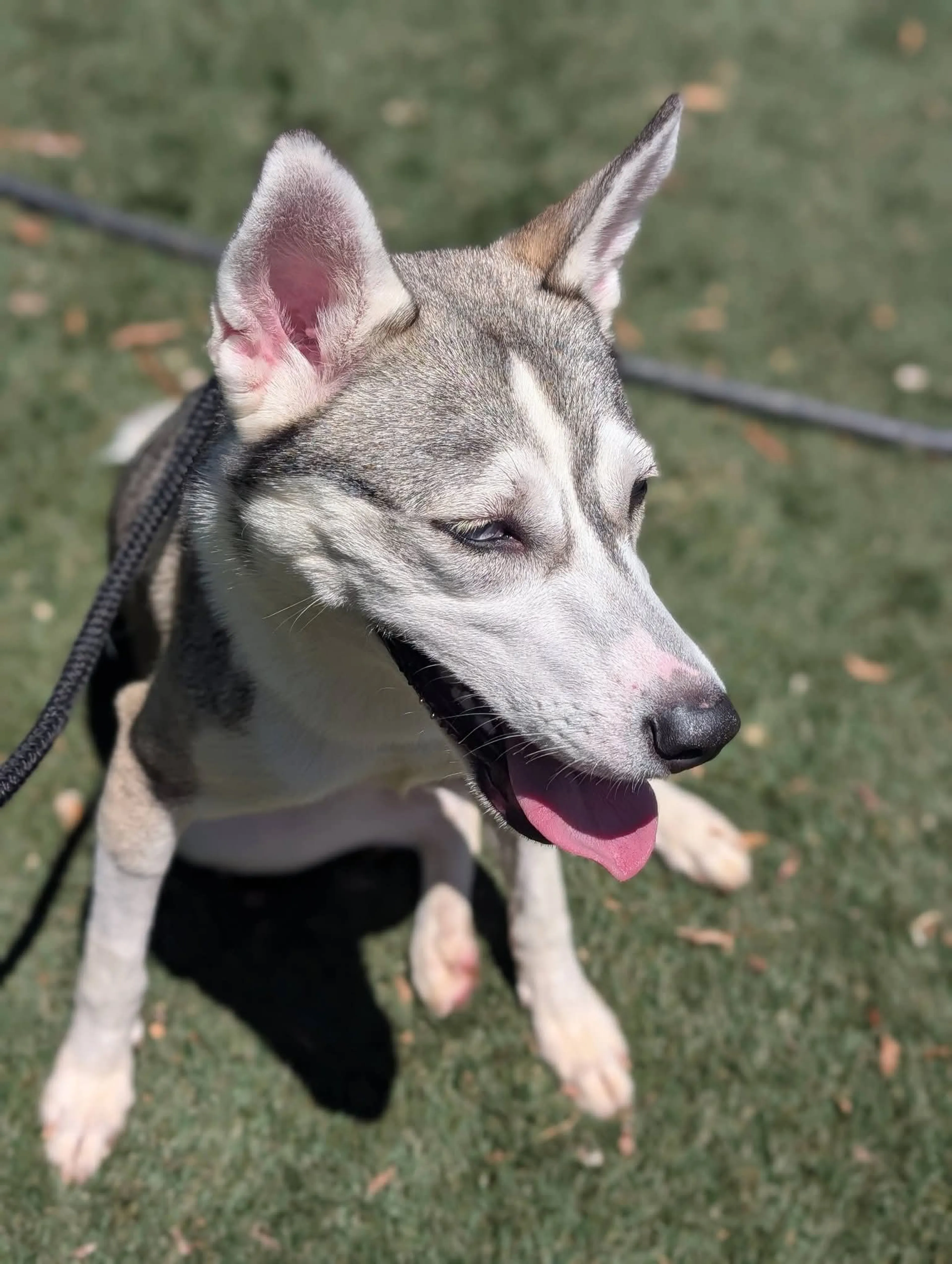 Found pet-7