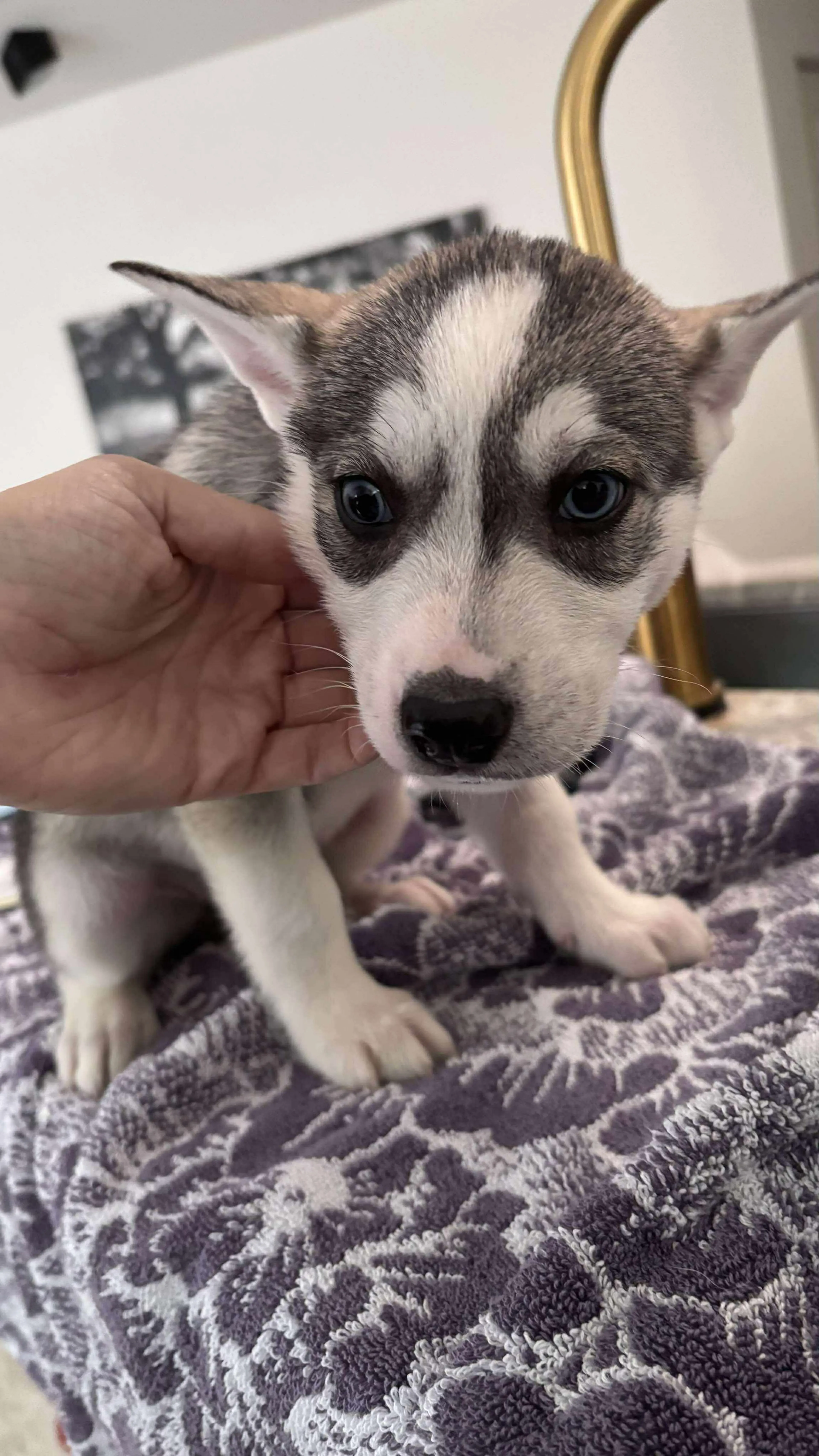 Found pet-14