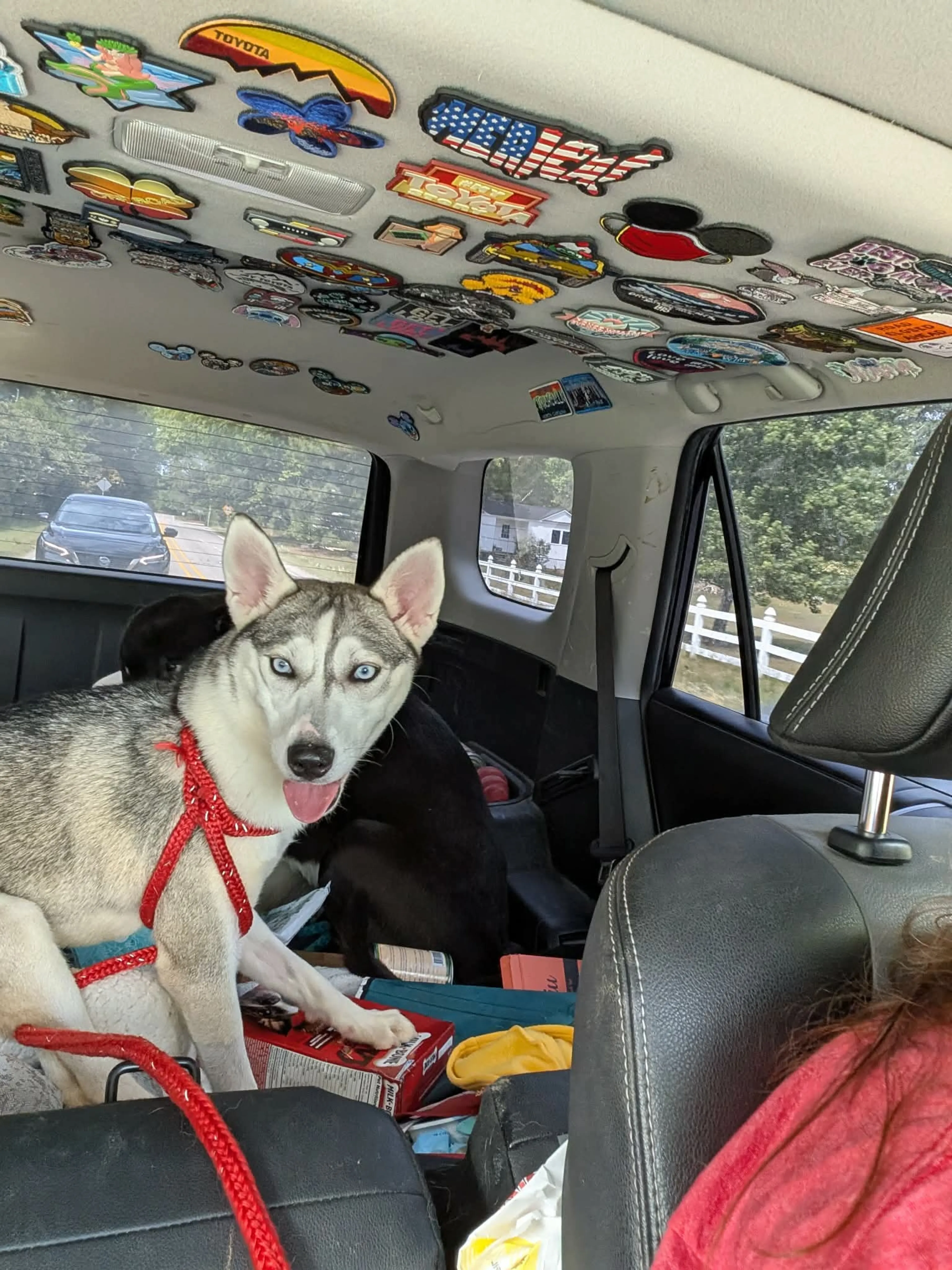 Found pet-2