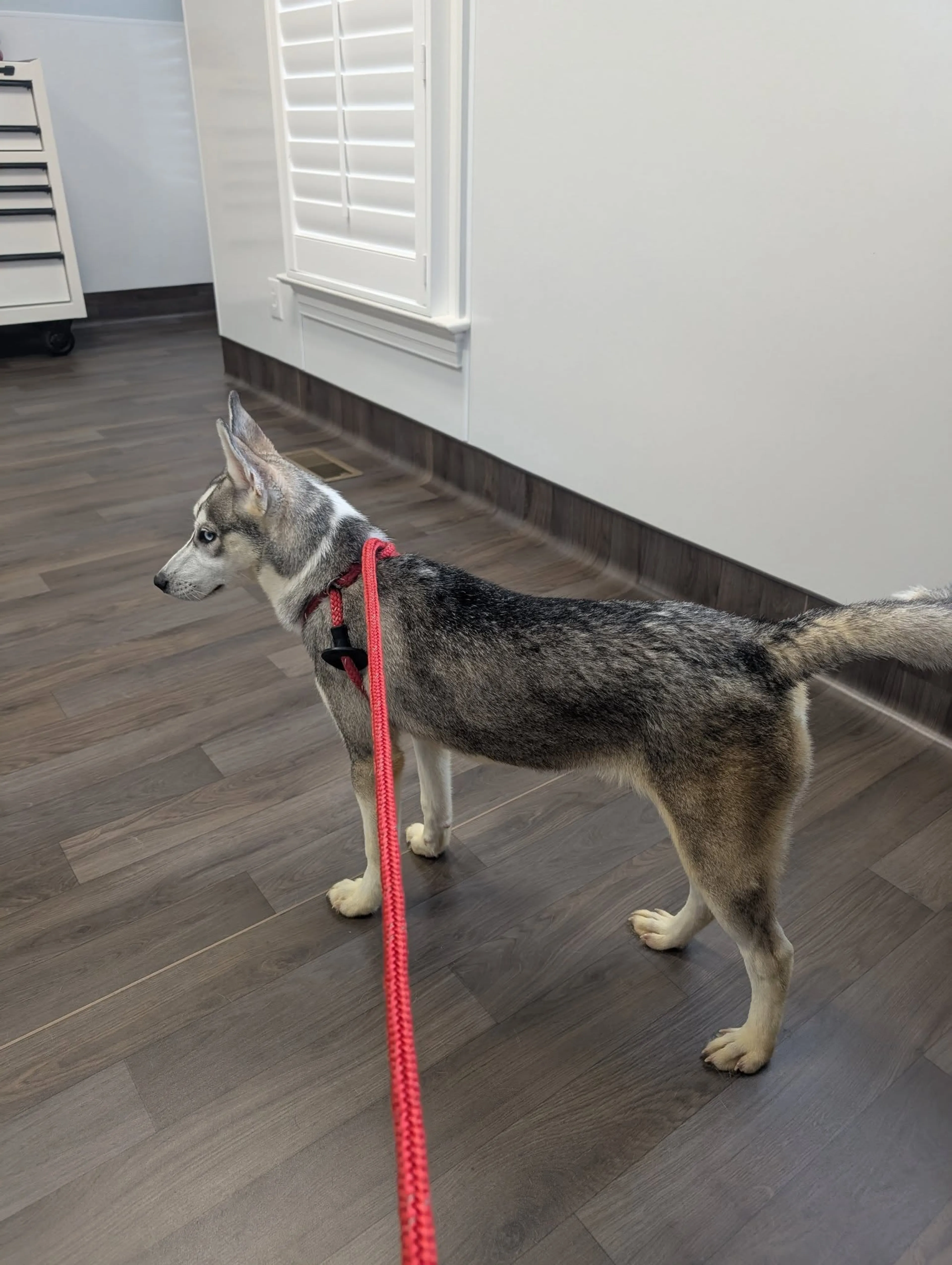Found pet-5