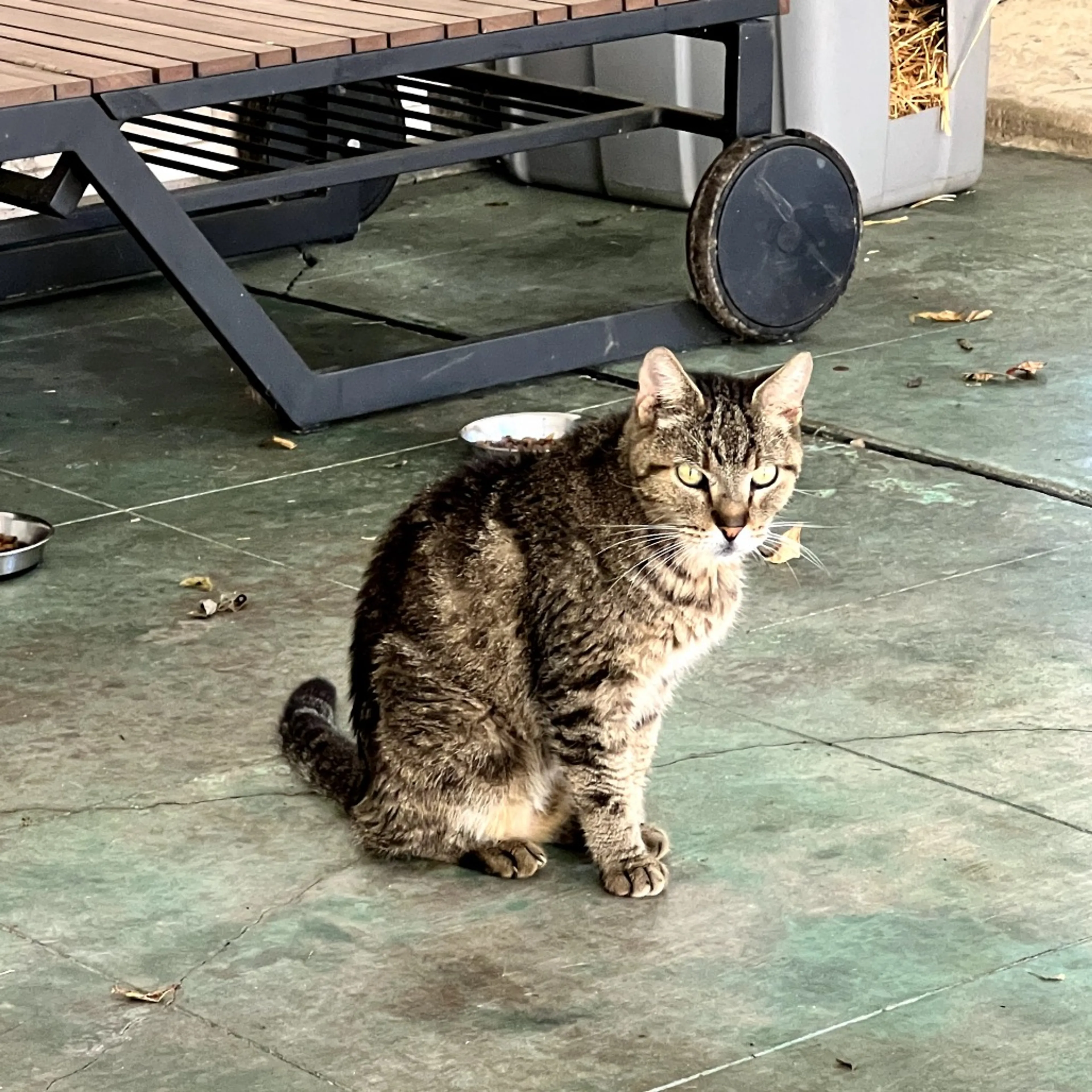 Found pet-0