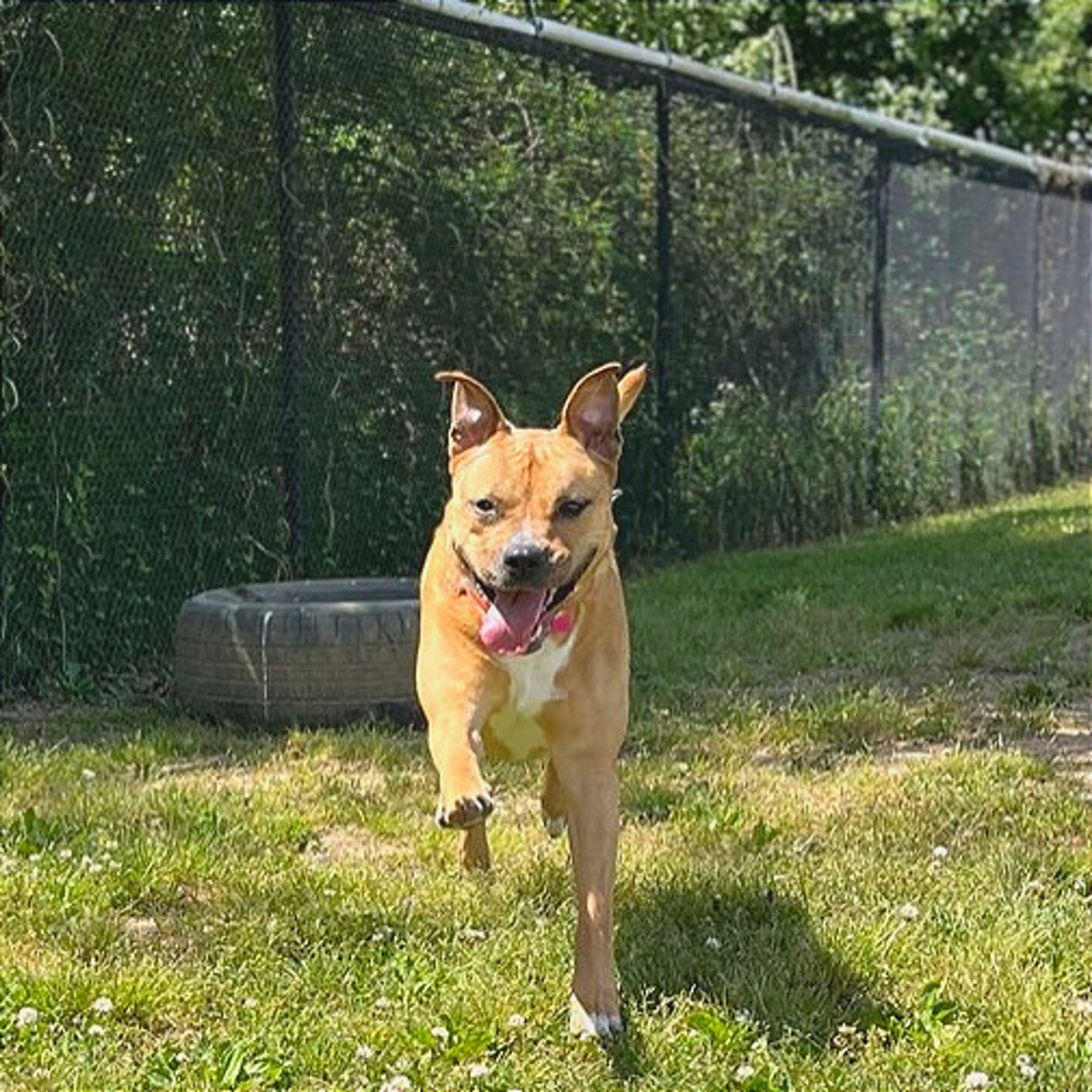 Found pet-2
