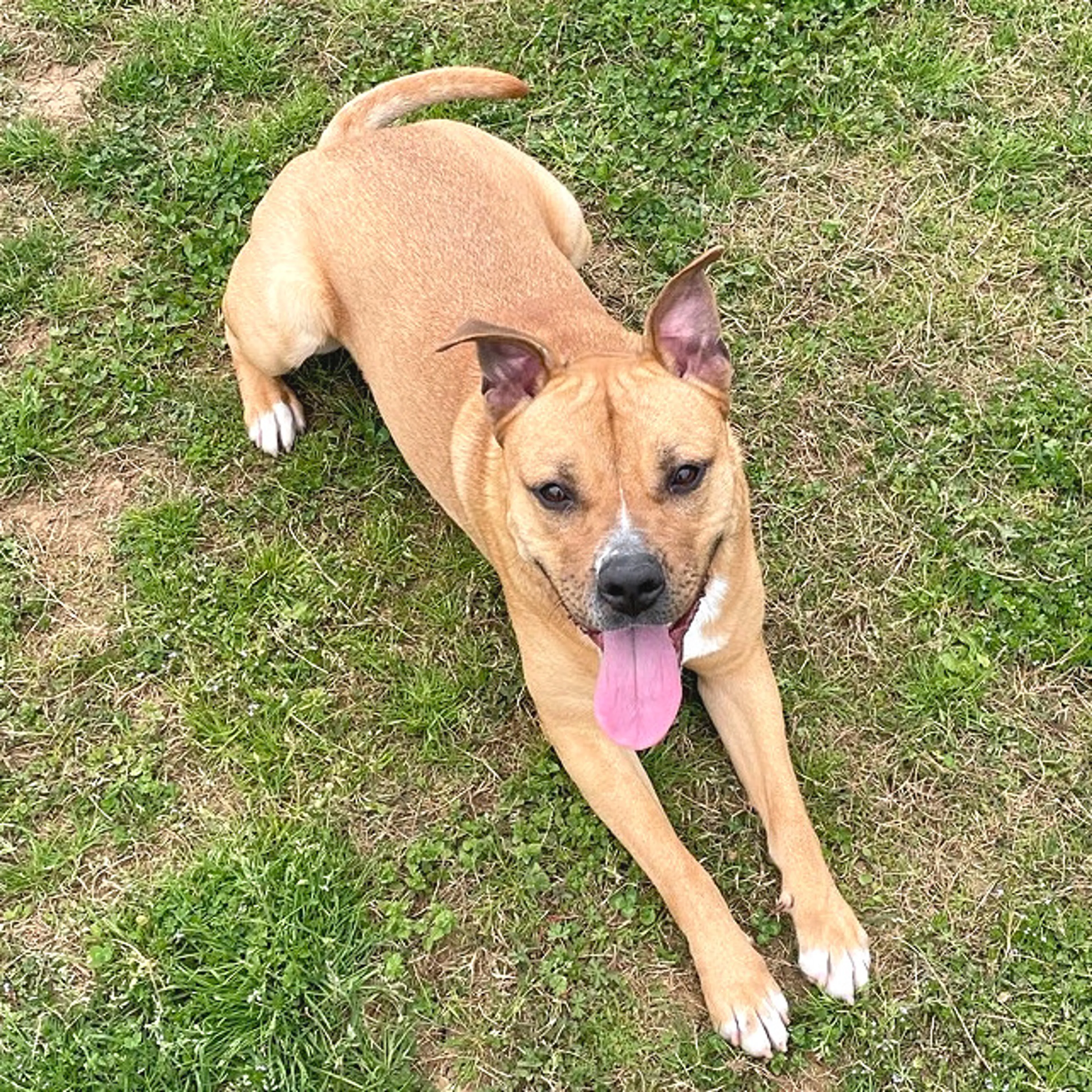 Found pet-3