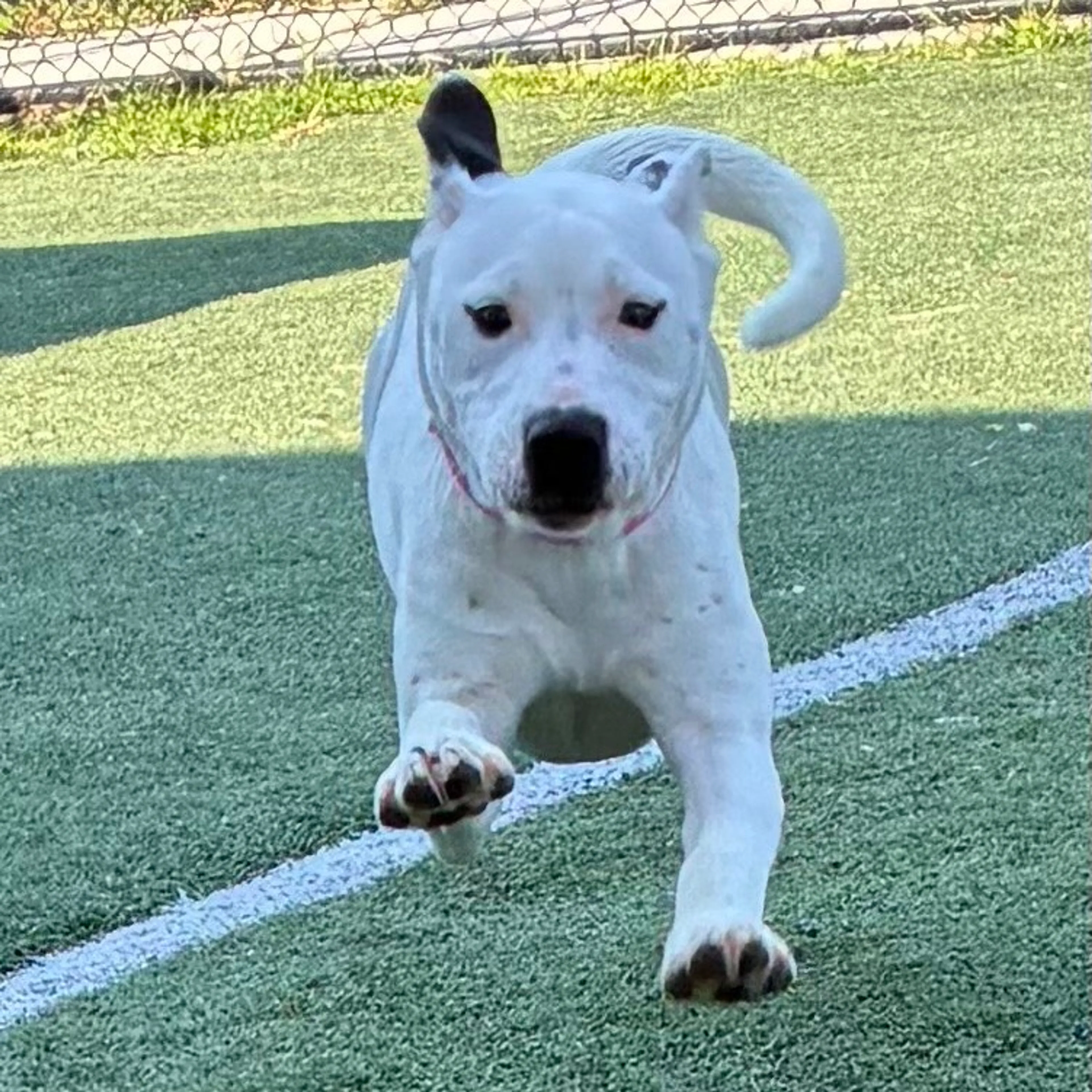 Found pet-3