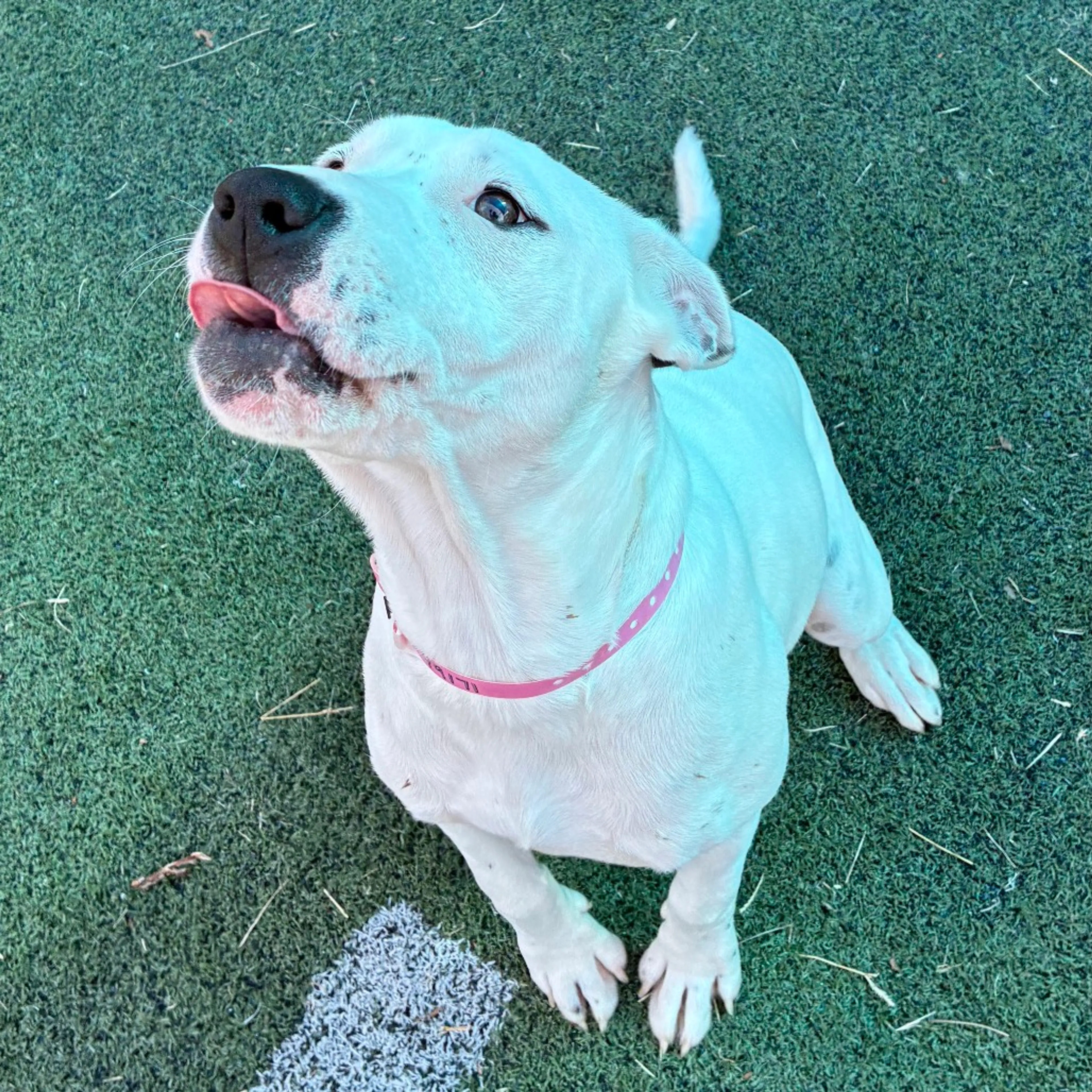 Found pet-2