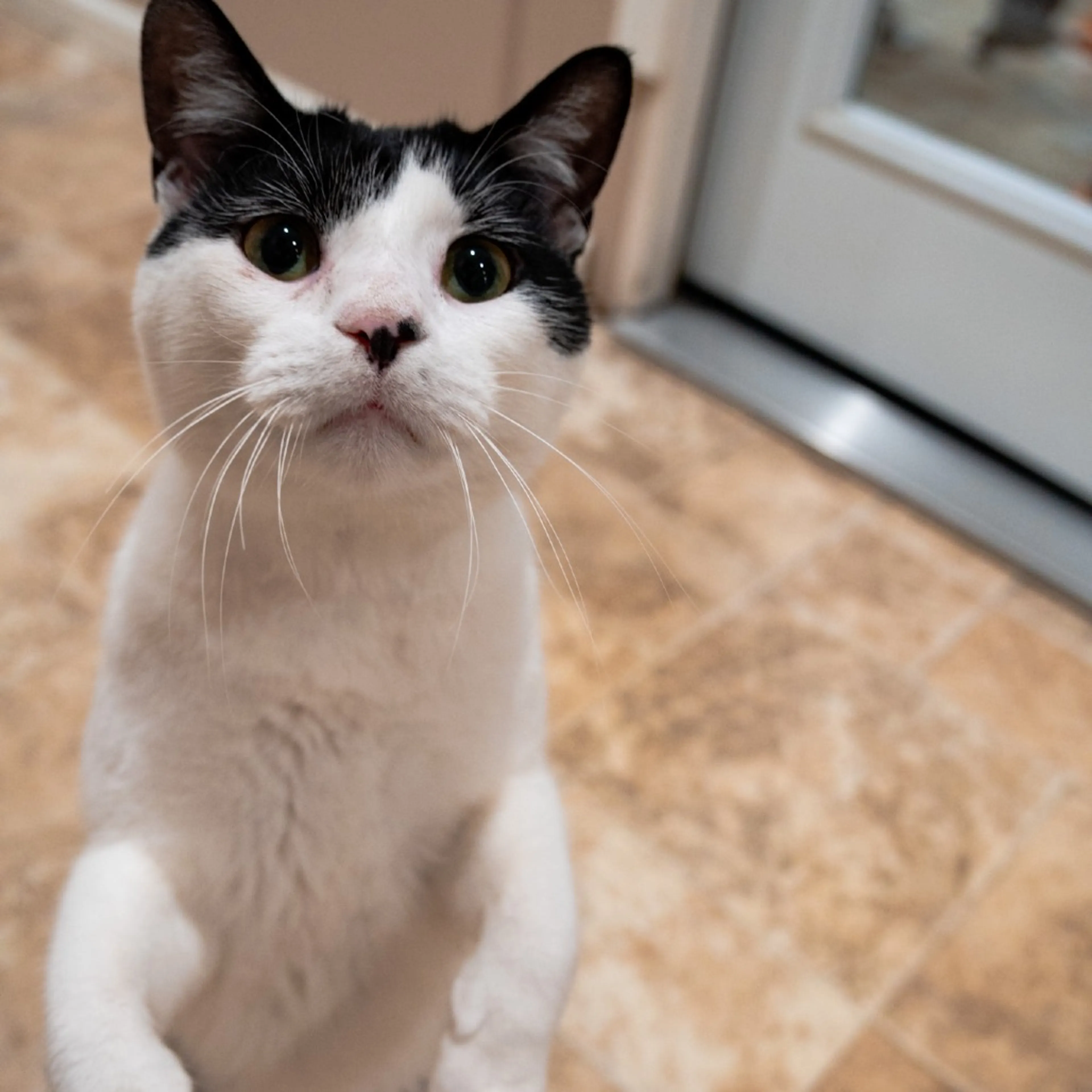 Found pet-3