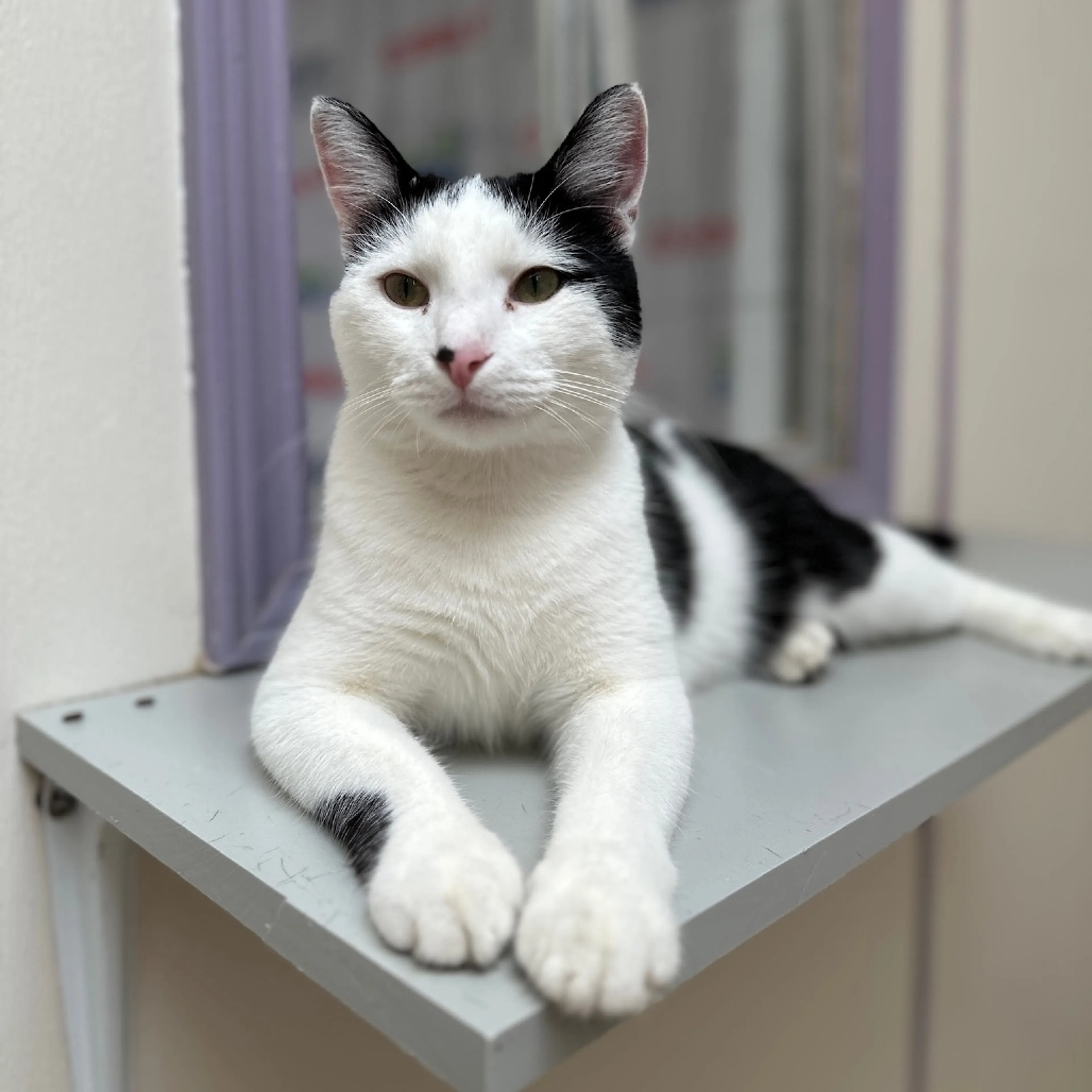Found pet-1