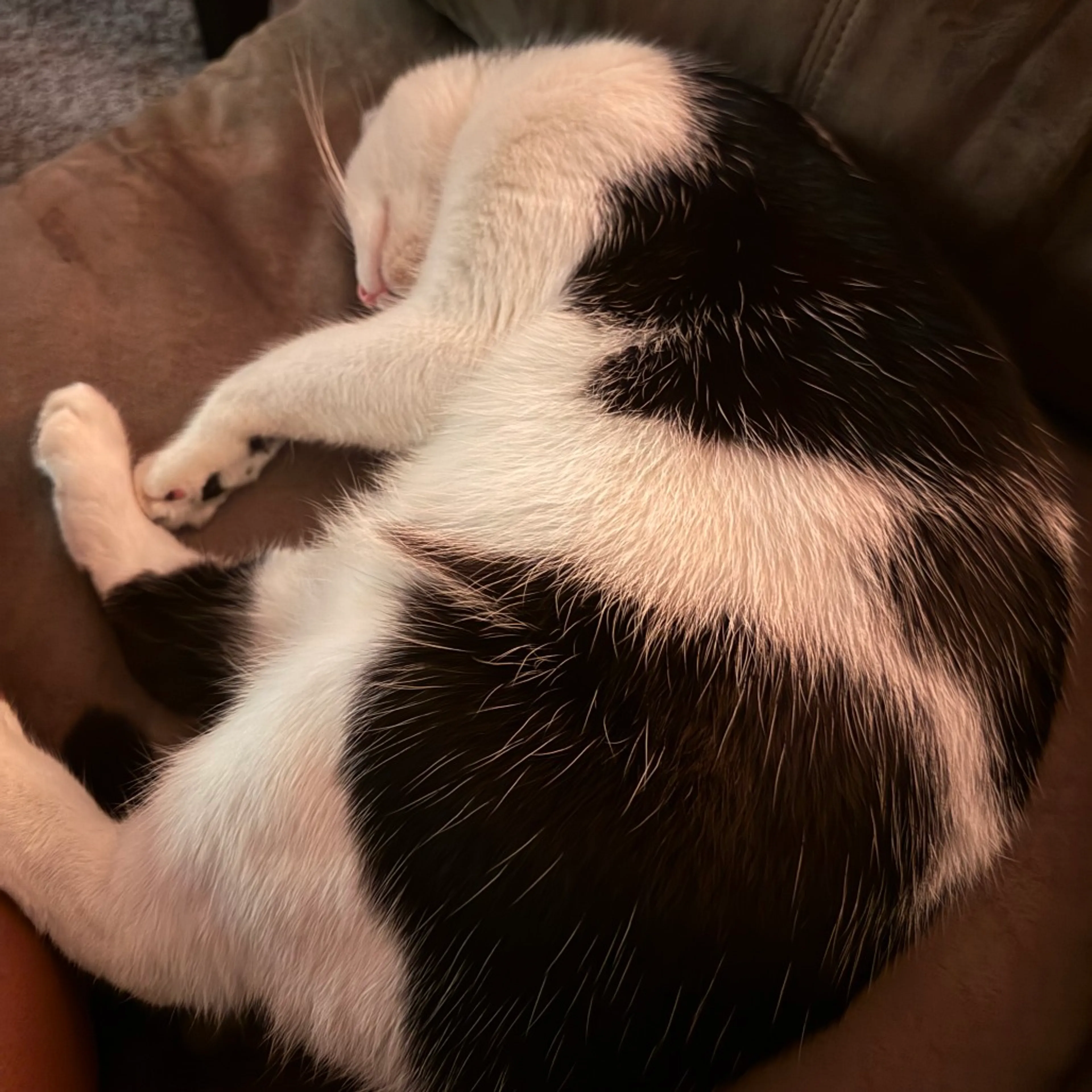 Found pet-13