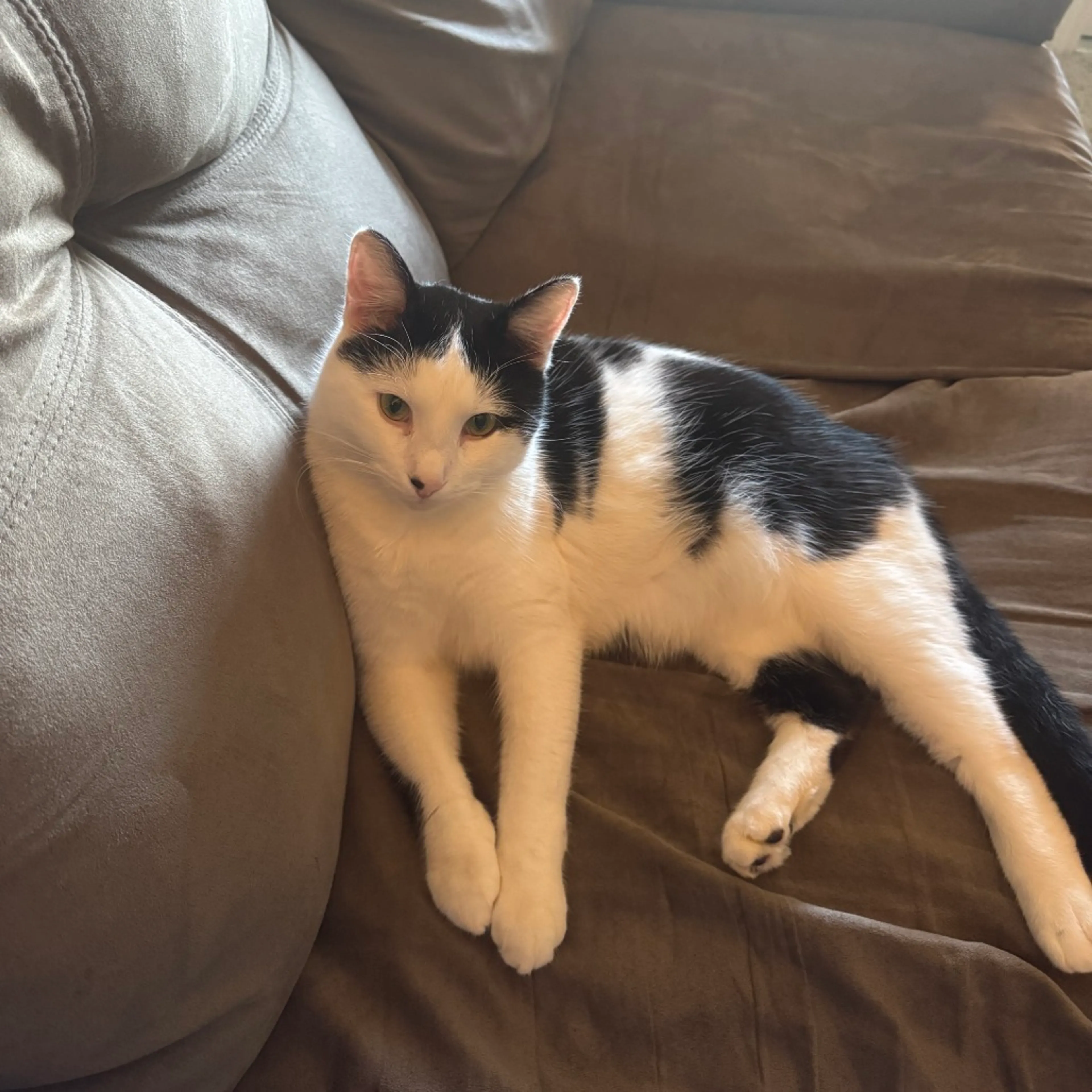 Found pet-15