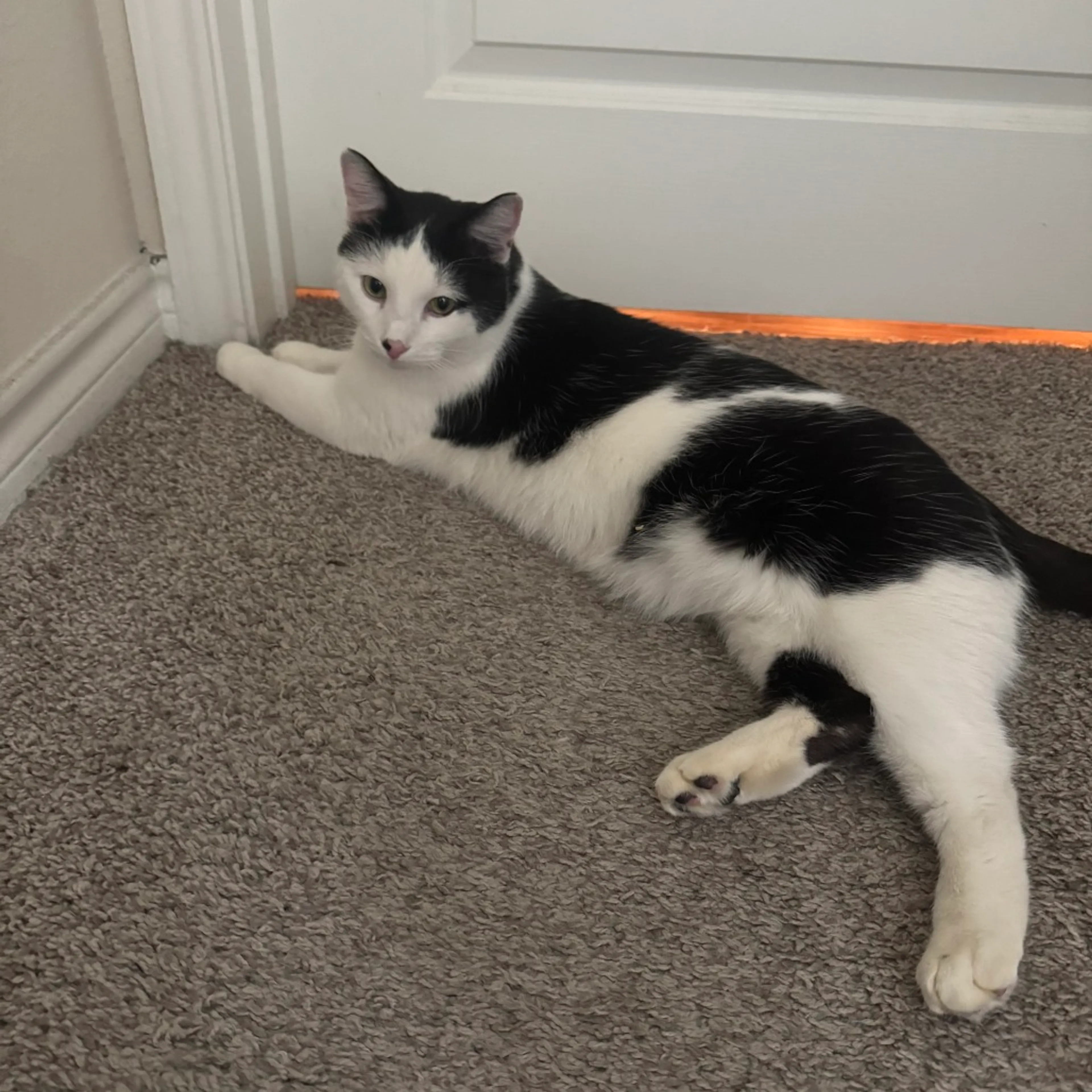 Found pet-10