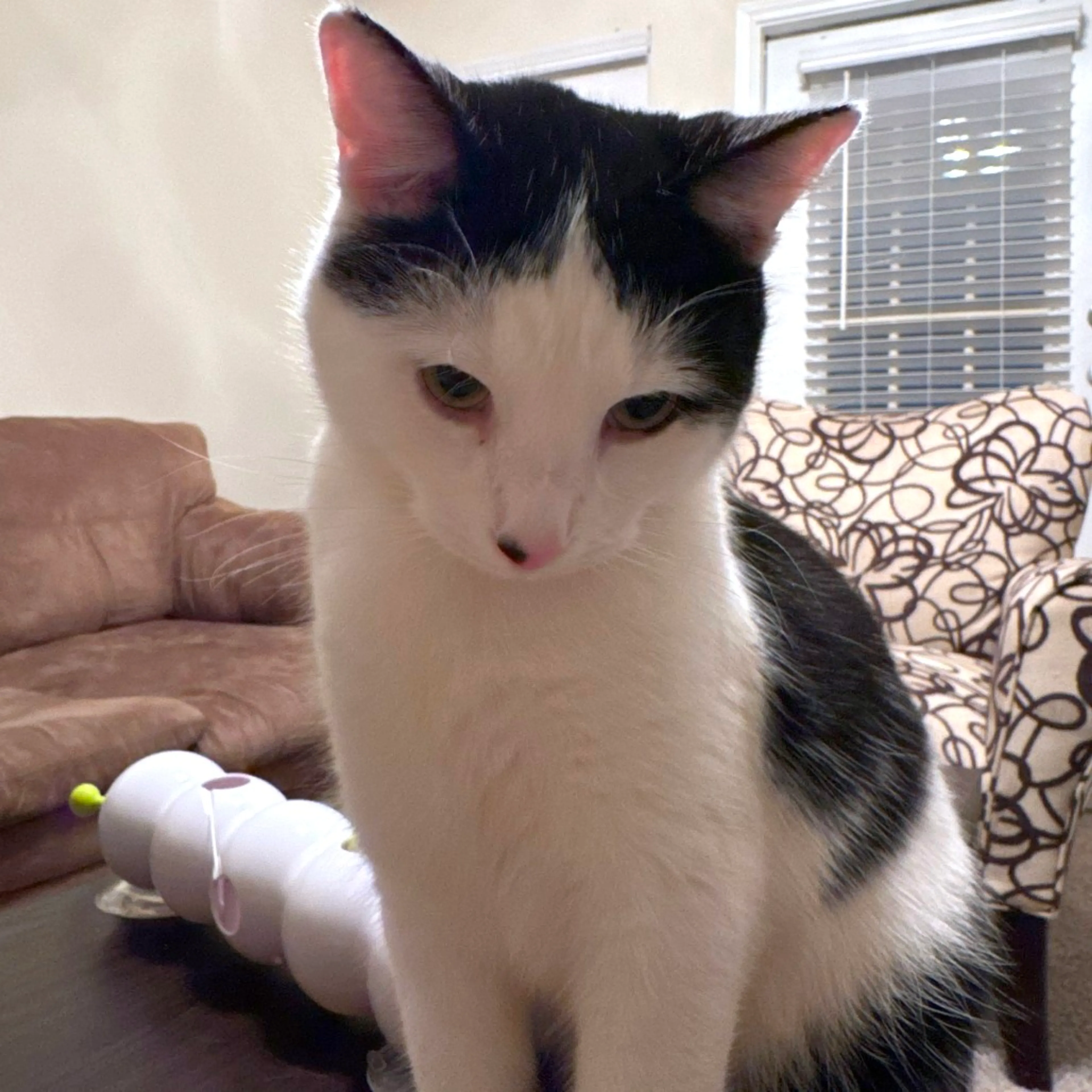 Found pet-16