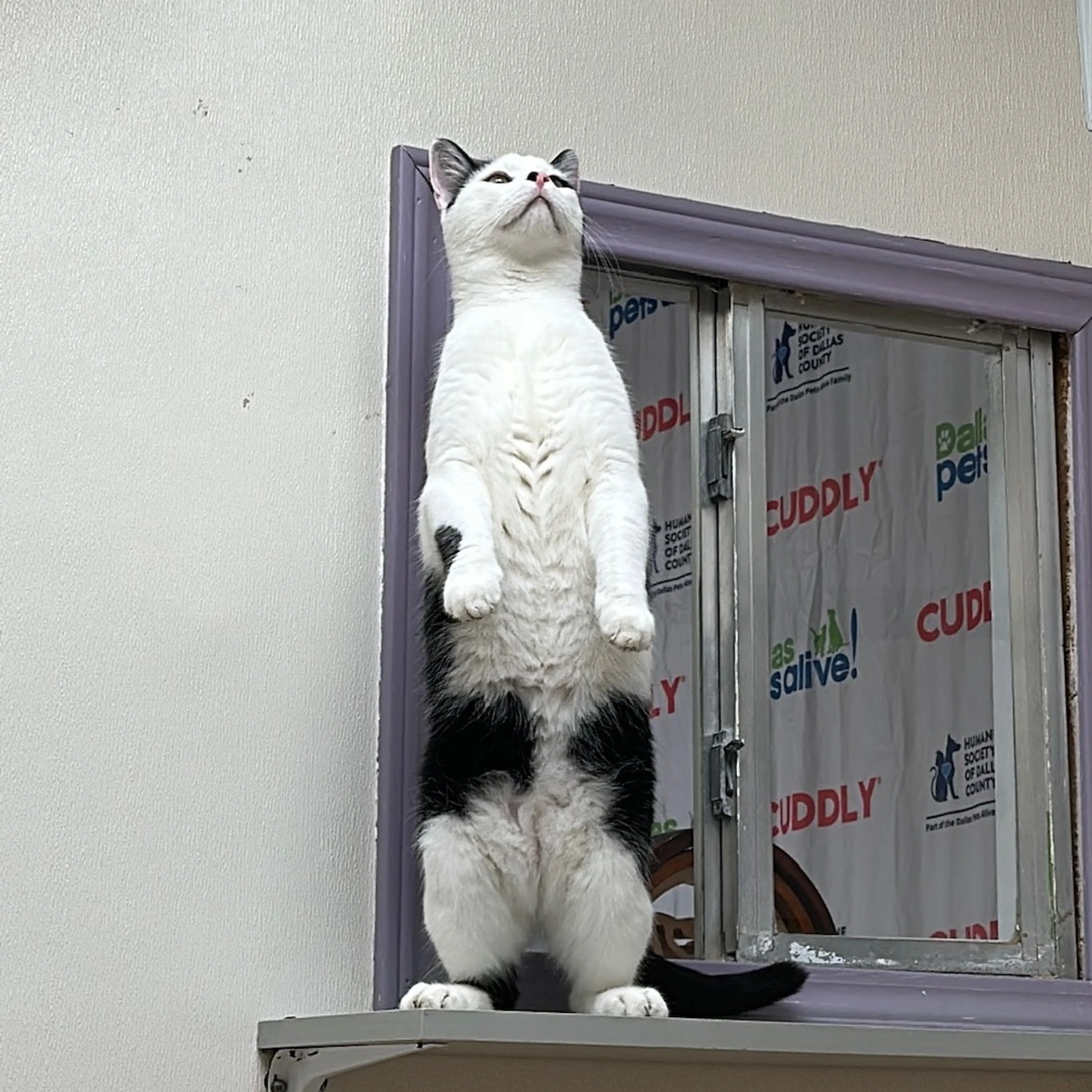 Found pet-2