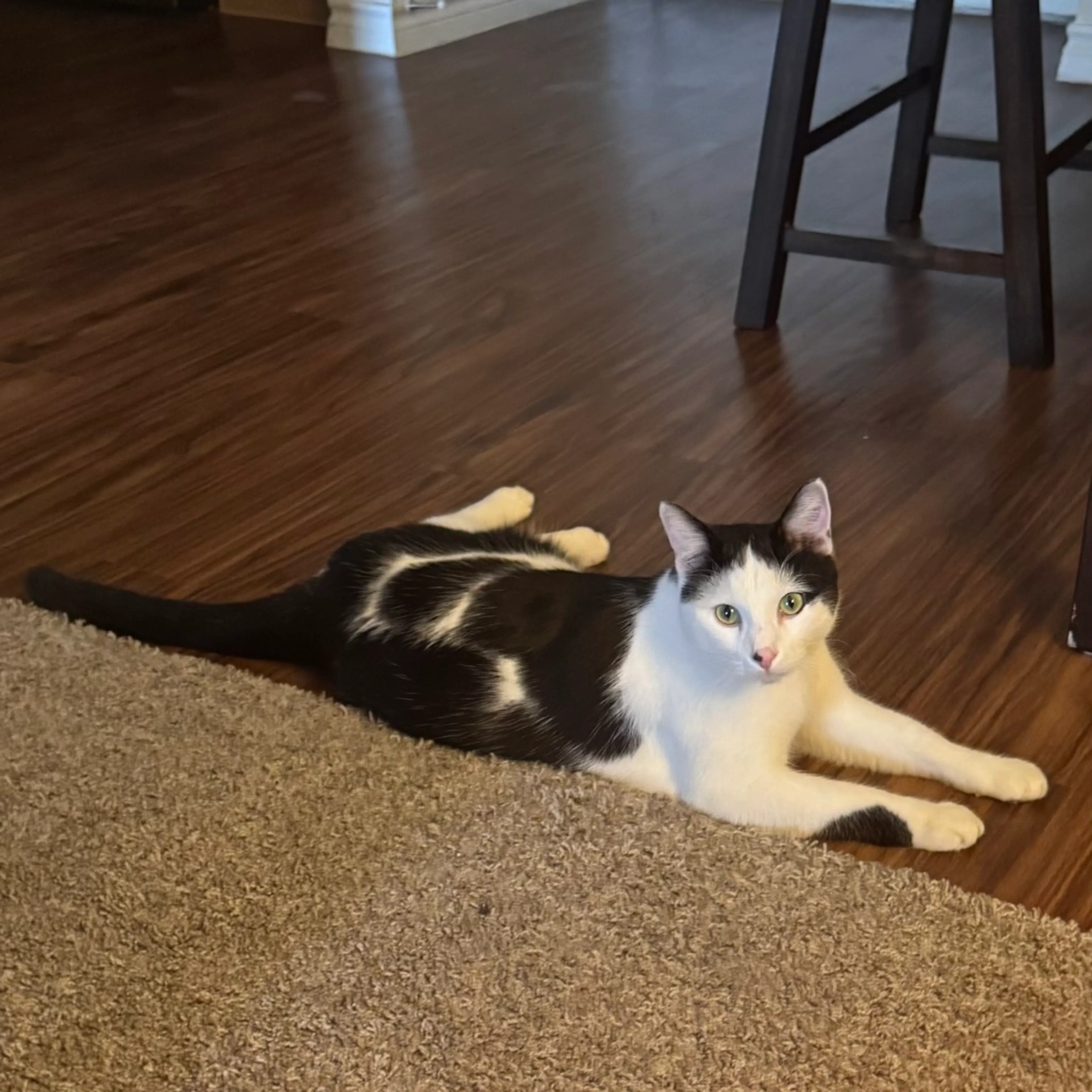 Found pet-12