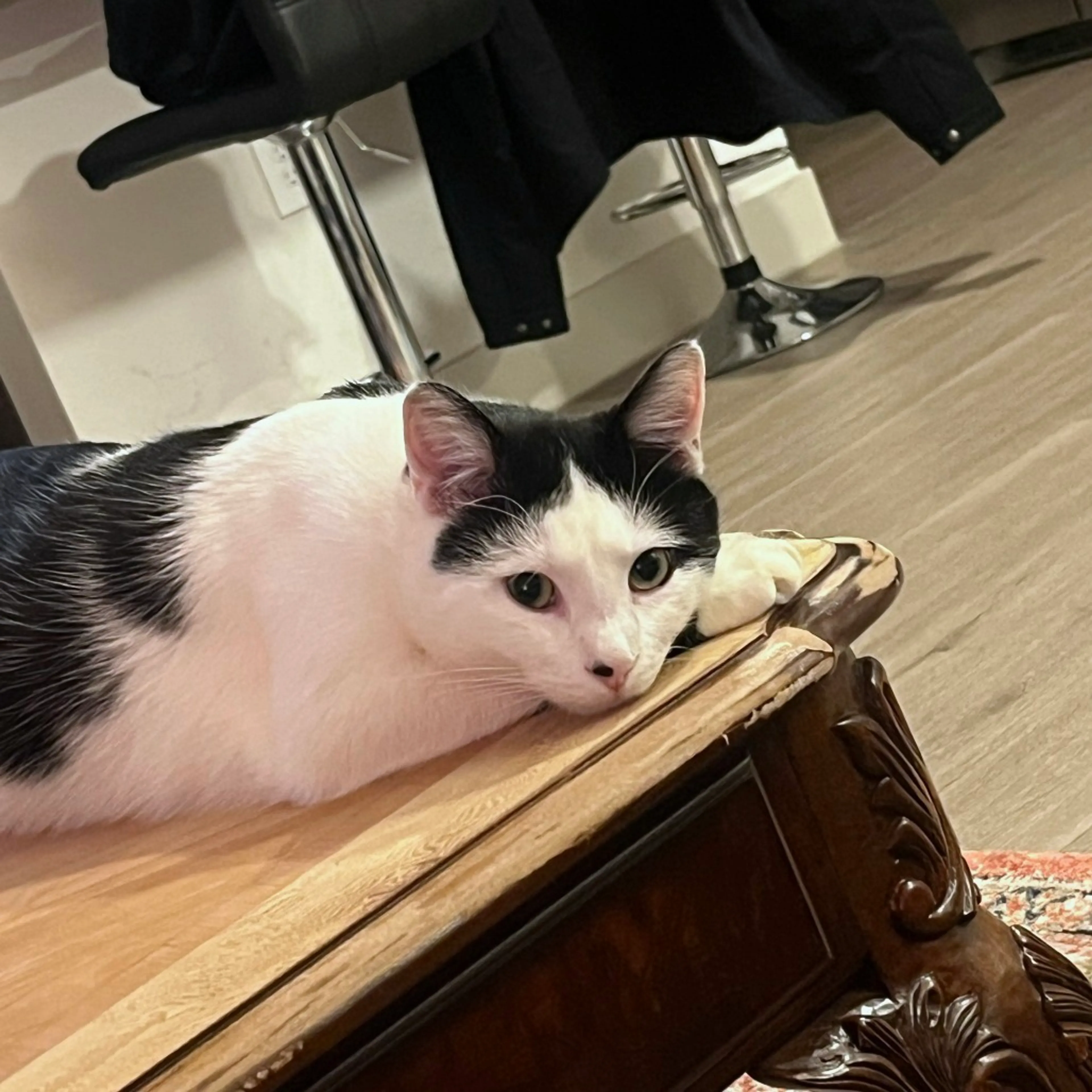 Found pet-23