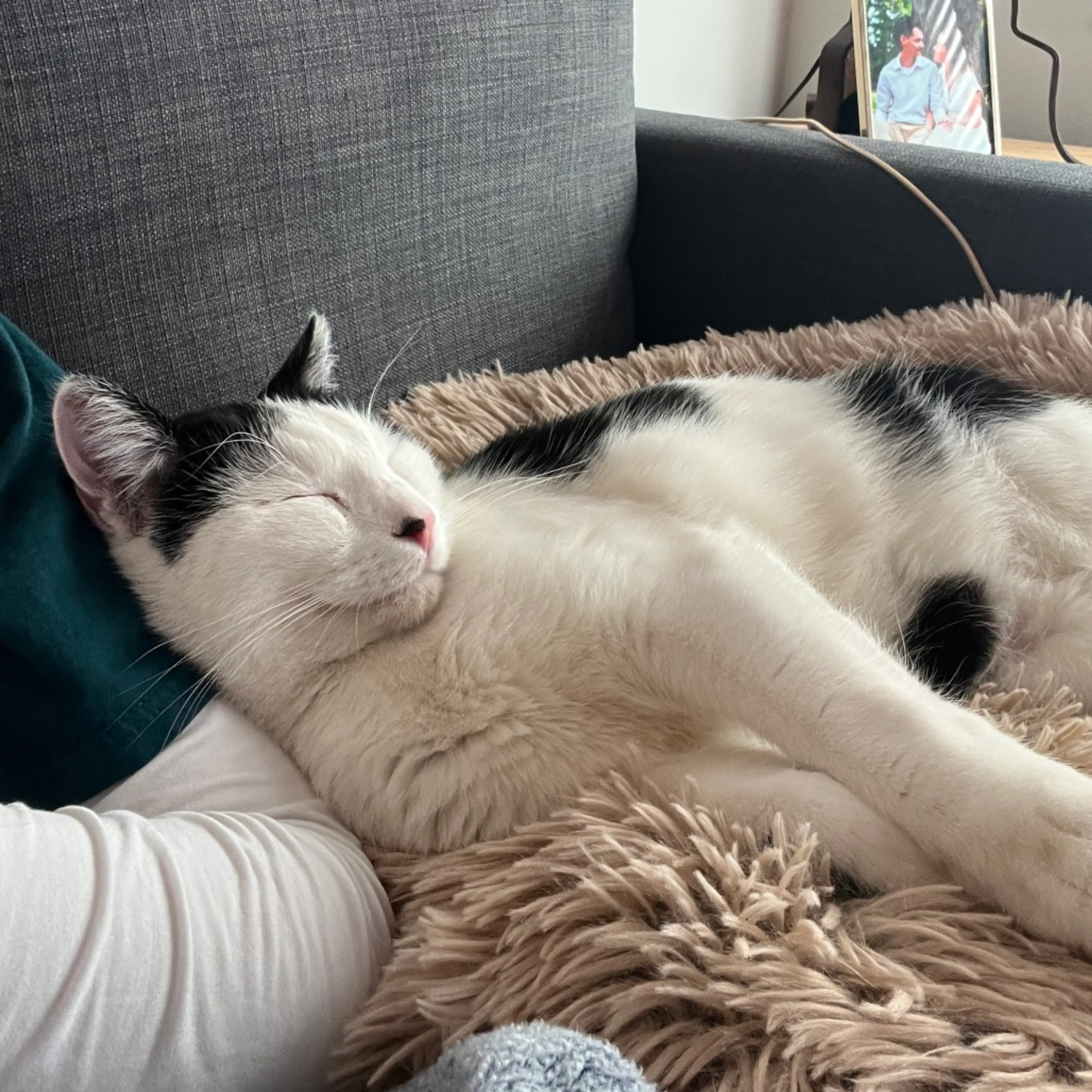 Found pet-19
