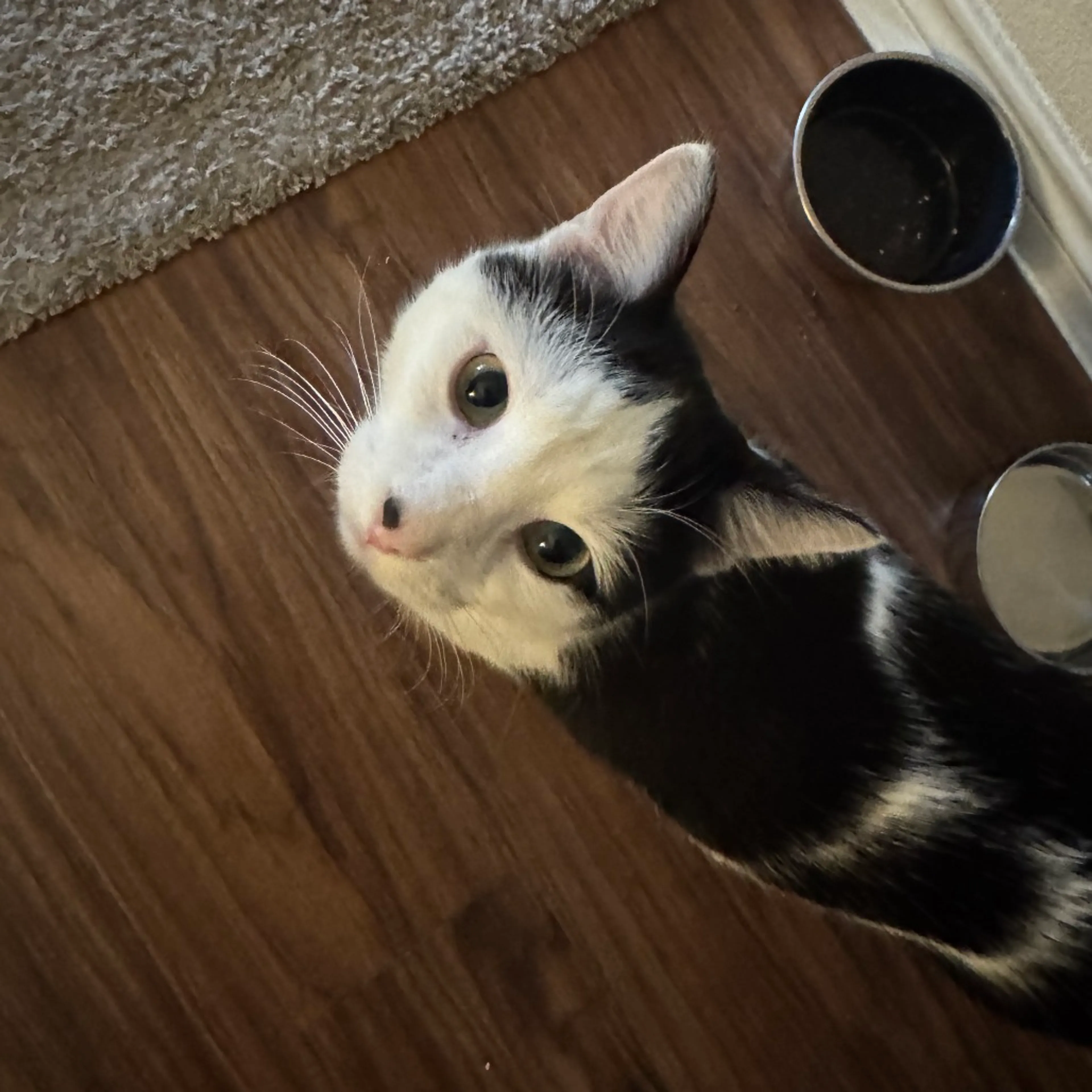 Found pet-14
