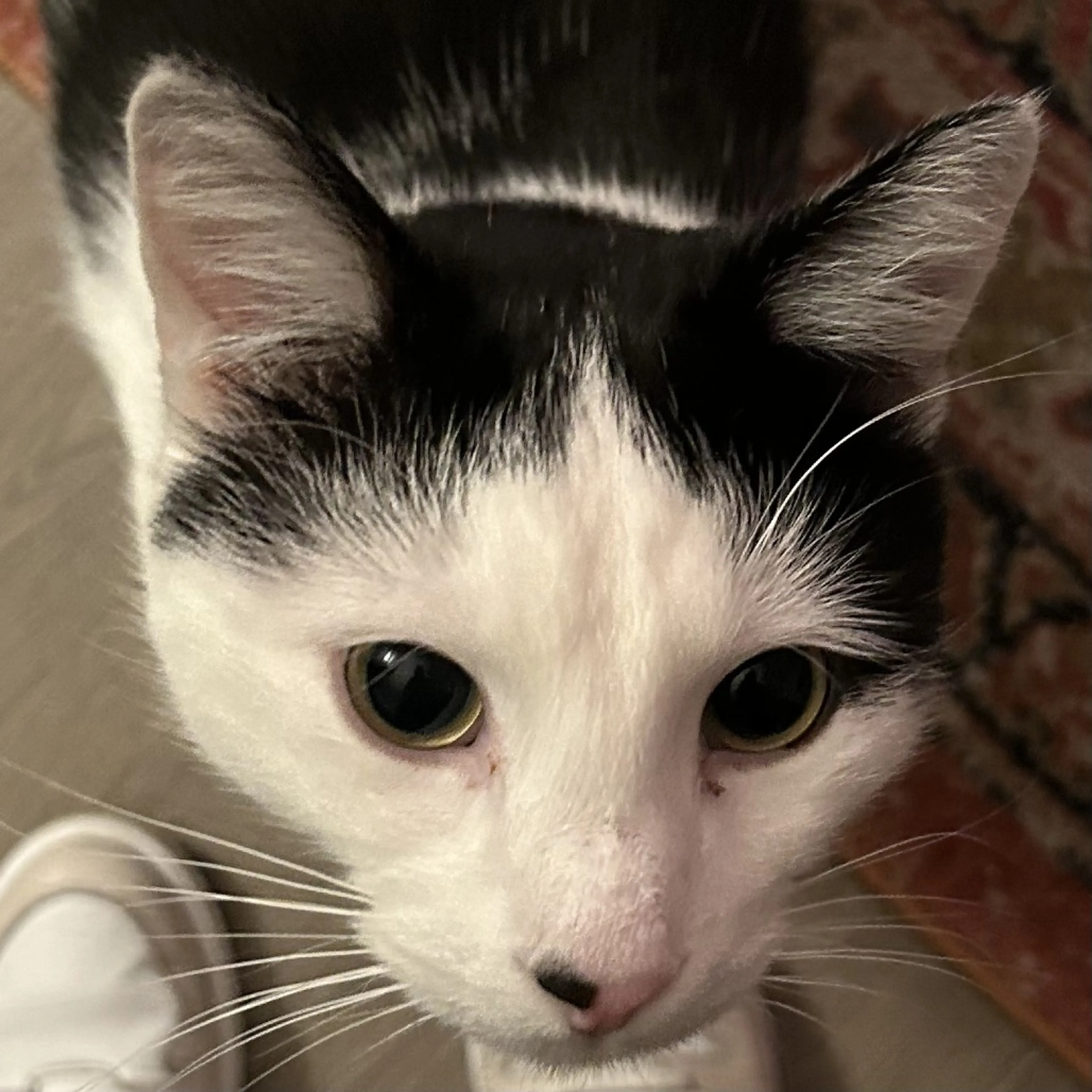 Found pet-17