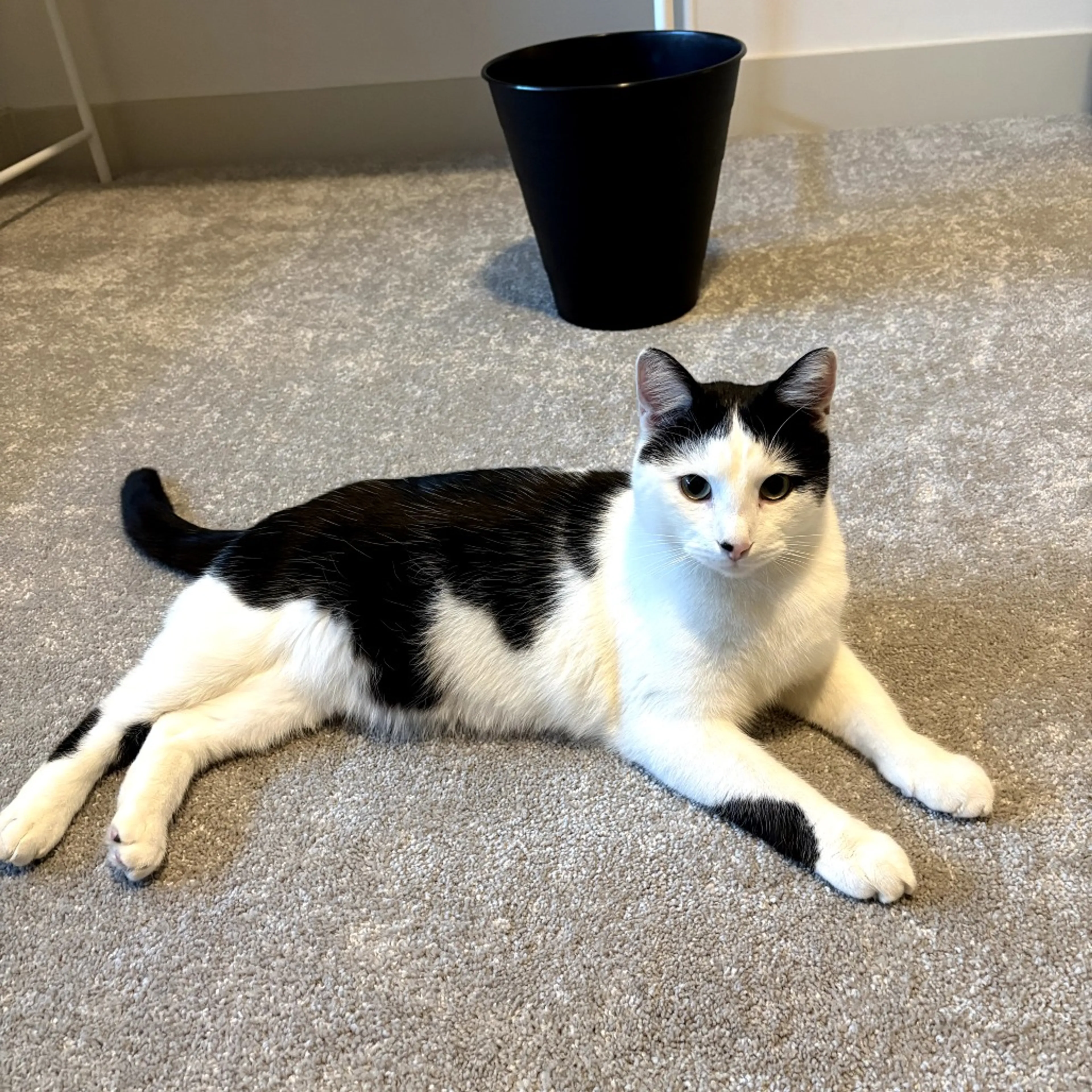 Found pet-9