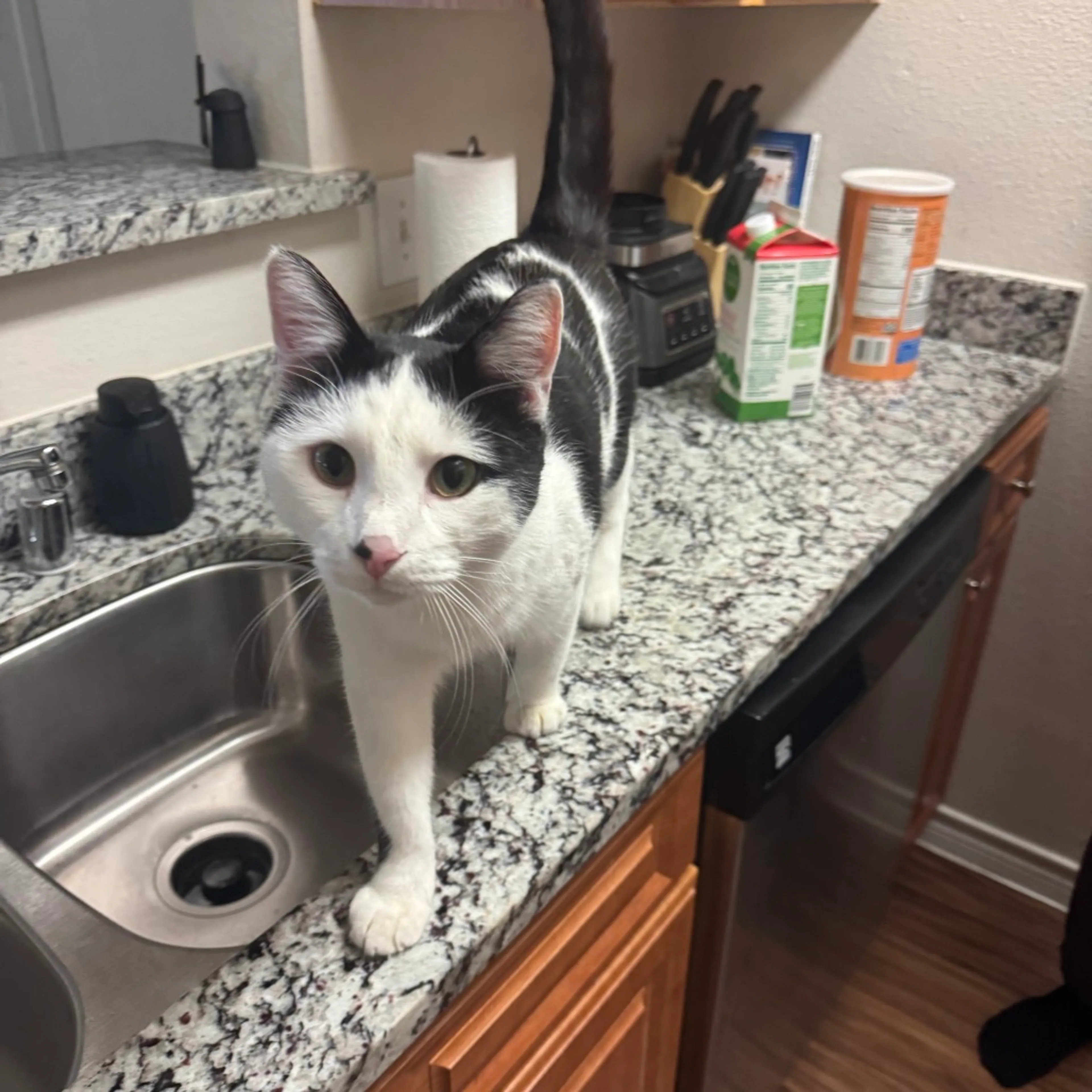 Found pet-11